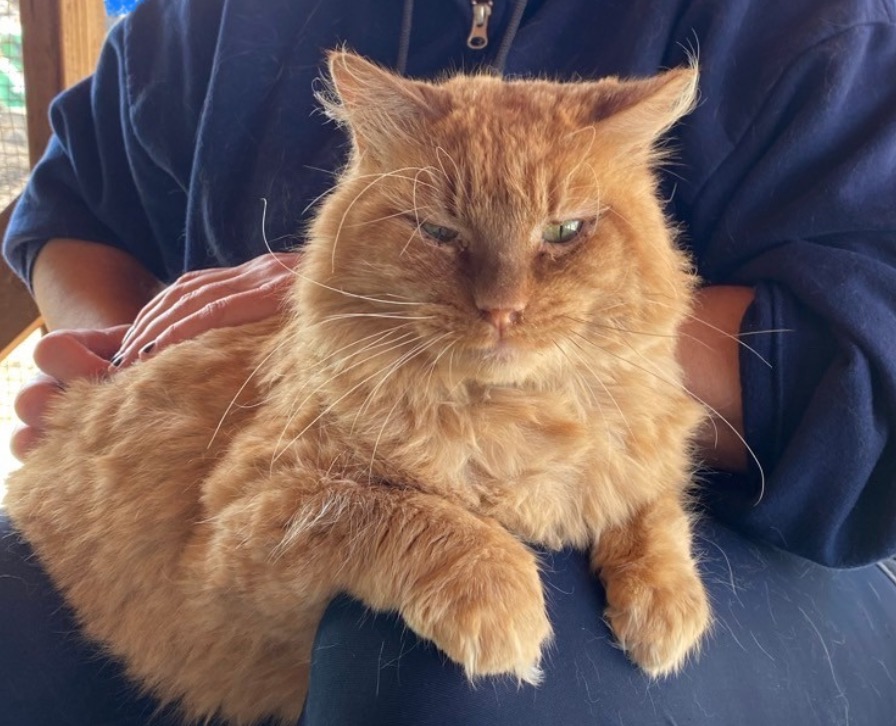 Enlarge Lavaterra, a Adoptable Domestic Medium Hair in Mira Loma, CA image 5/6