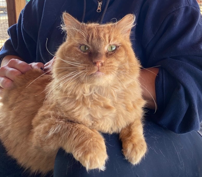 Enlarge Lavaterra, a Adoptable Domestic Medium Hair in Mira Loma, CA image 6/6
