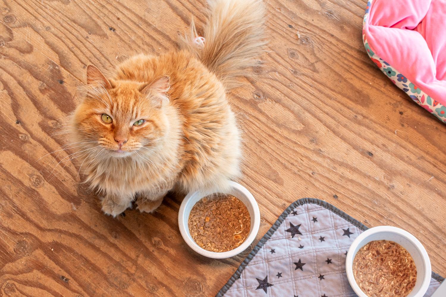 Enlarge Lavaterra, a Adoptable Domestic Medium Hair in Mira Loma, CA image 2/6