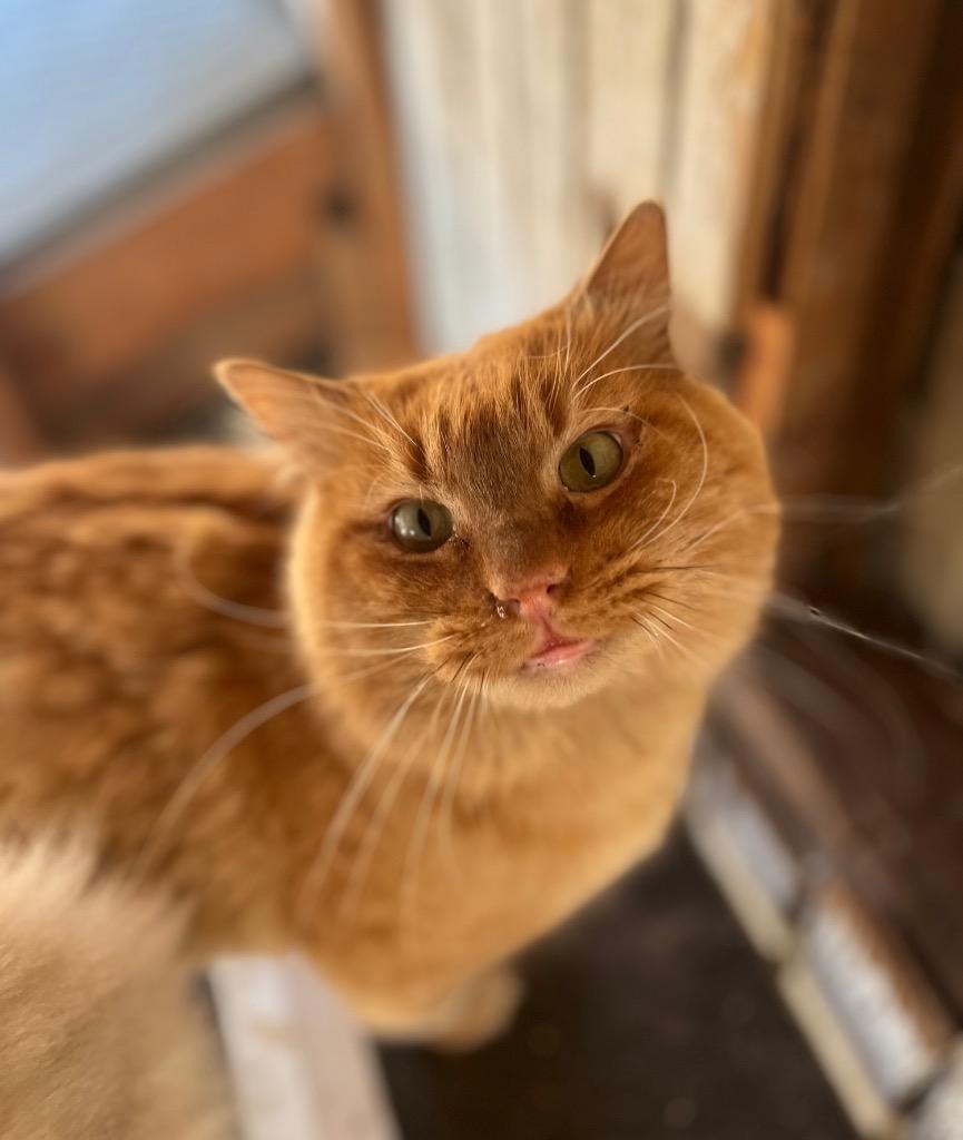 Enlarge Lavaterra, a Adoptable Domestic Medium Hair in Mira Loma, CA image 3/6