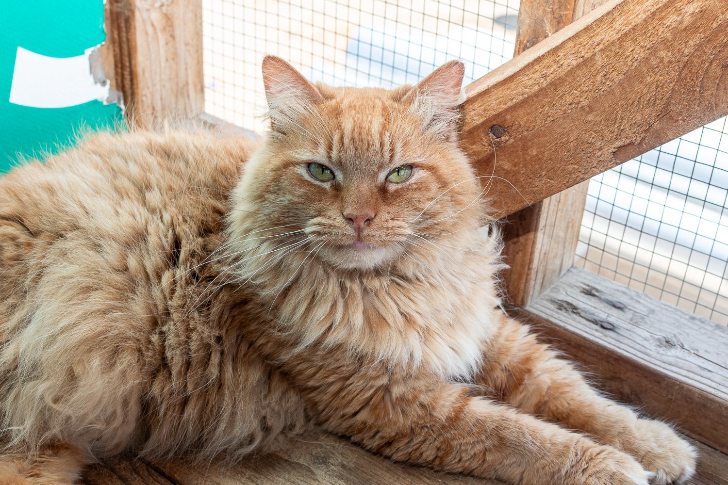 Enlarge Lavaterra, a Adoptable Domestic Medium Hair in Mira Loma, CA image 4/6
