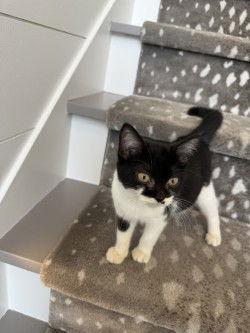 Boogie, Adoptable, Young Female Domestic Short Hair.