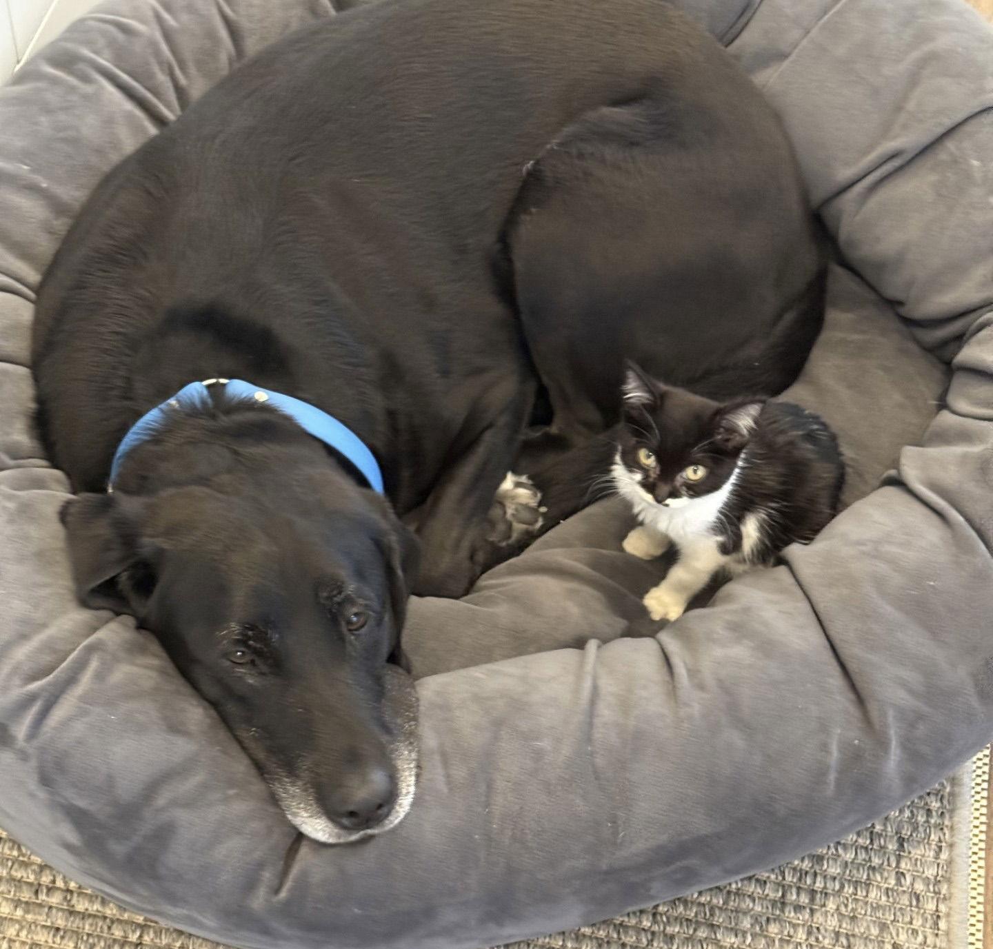 Enlarge Boogie, a Adoptable Domestic Short Hair in Orlando, FL image 2/3