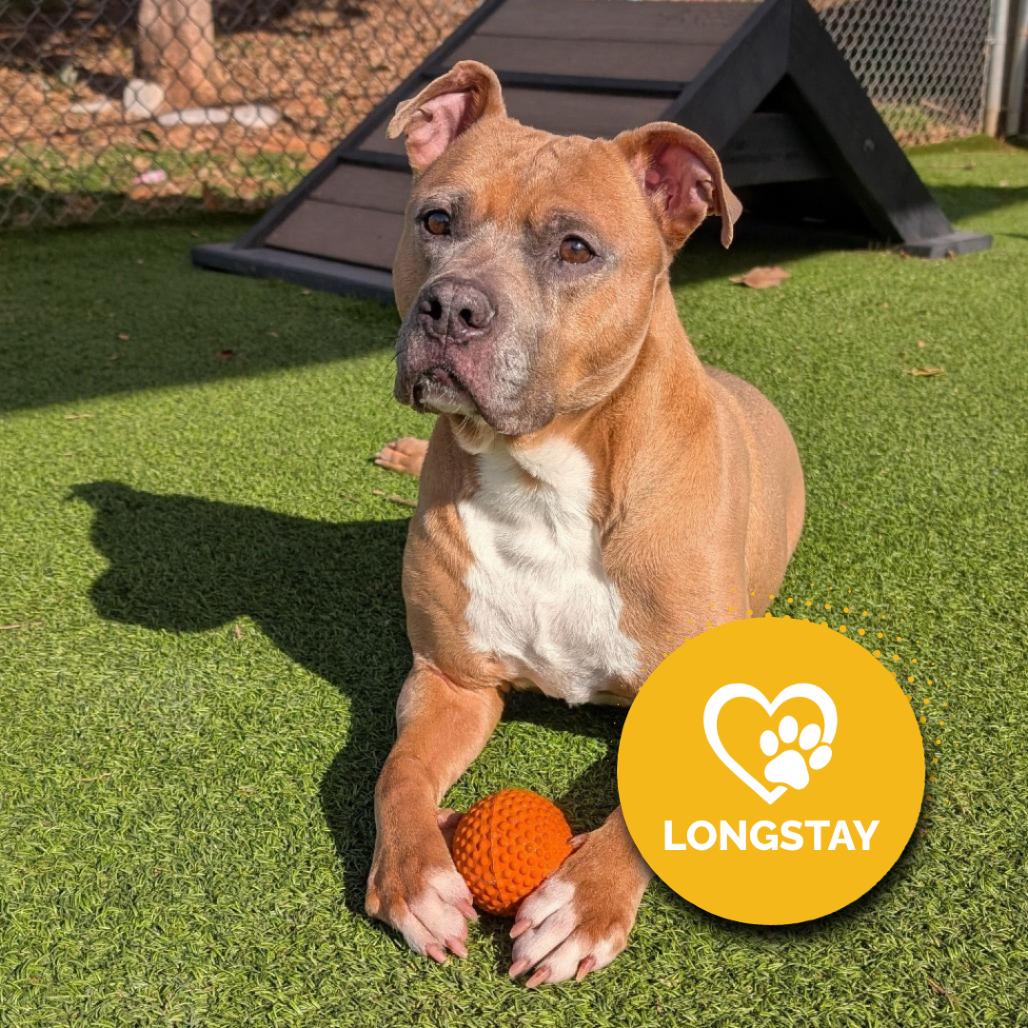 Enlarge Caleb, a Adoptable mixed breed in Gainesville, GA image 1/6