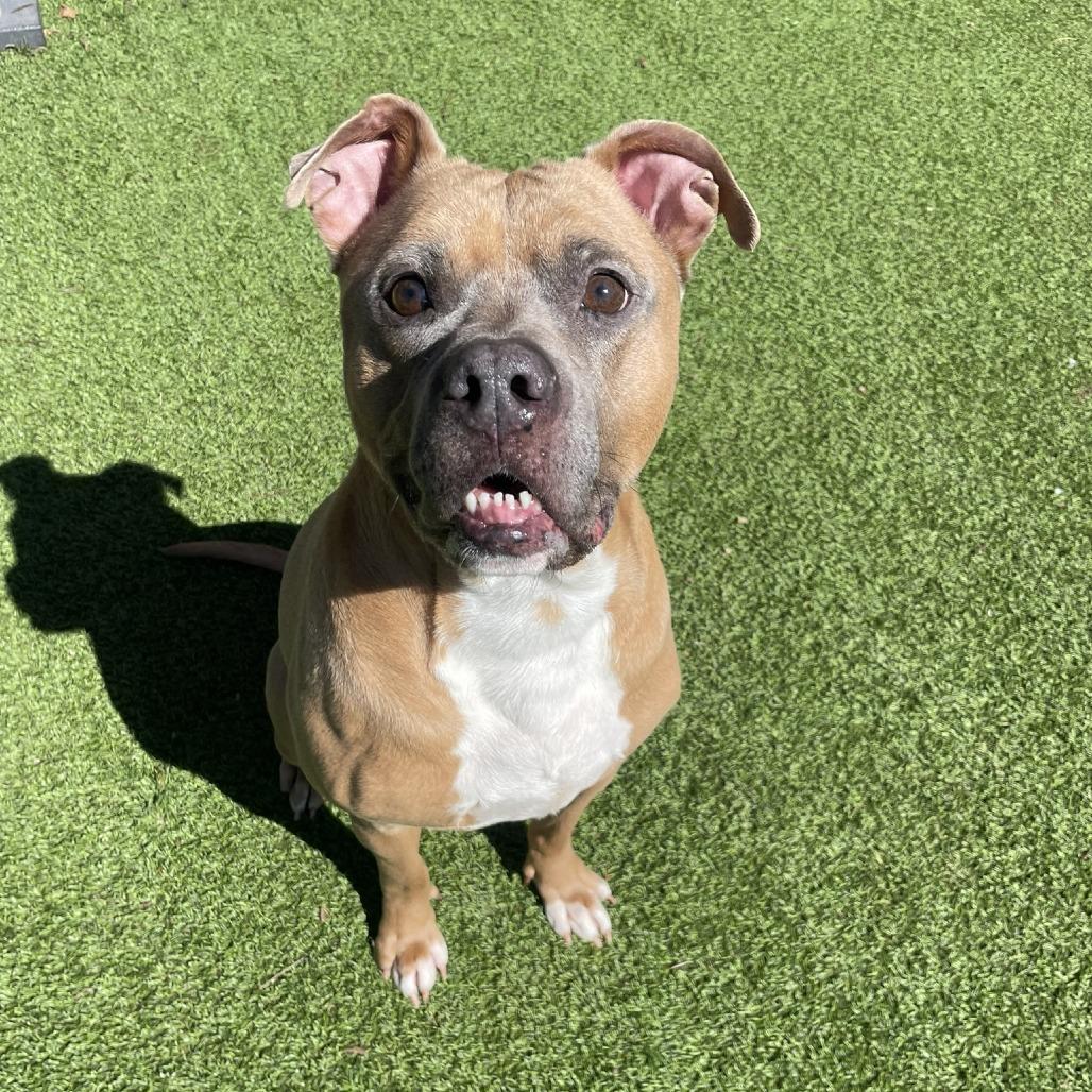 Enlarge Caleb, a Adoptable mixed breed in Gainesville, GA image 2/6