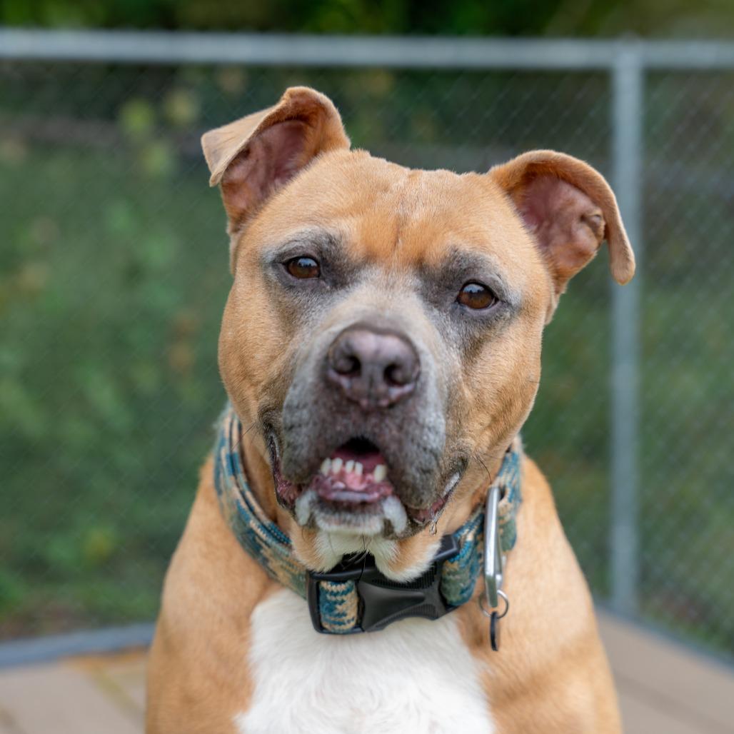 Enlarge Caleb, a Adoptable mixed breed in Gainesville, GA image 1/6