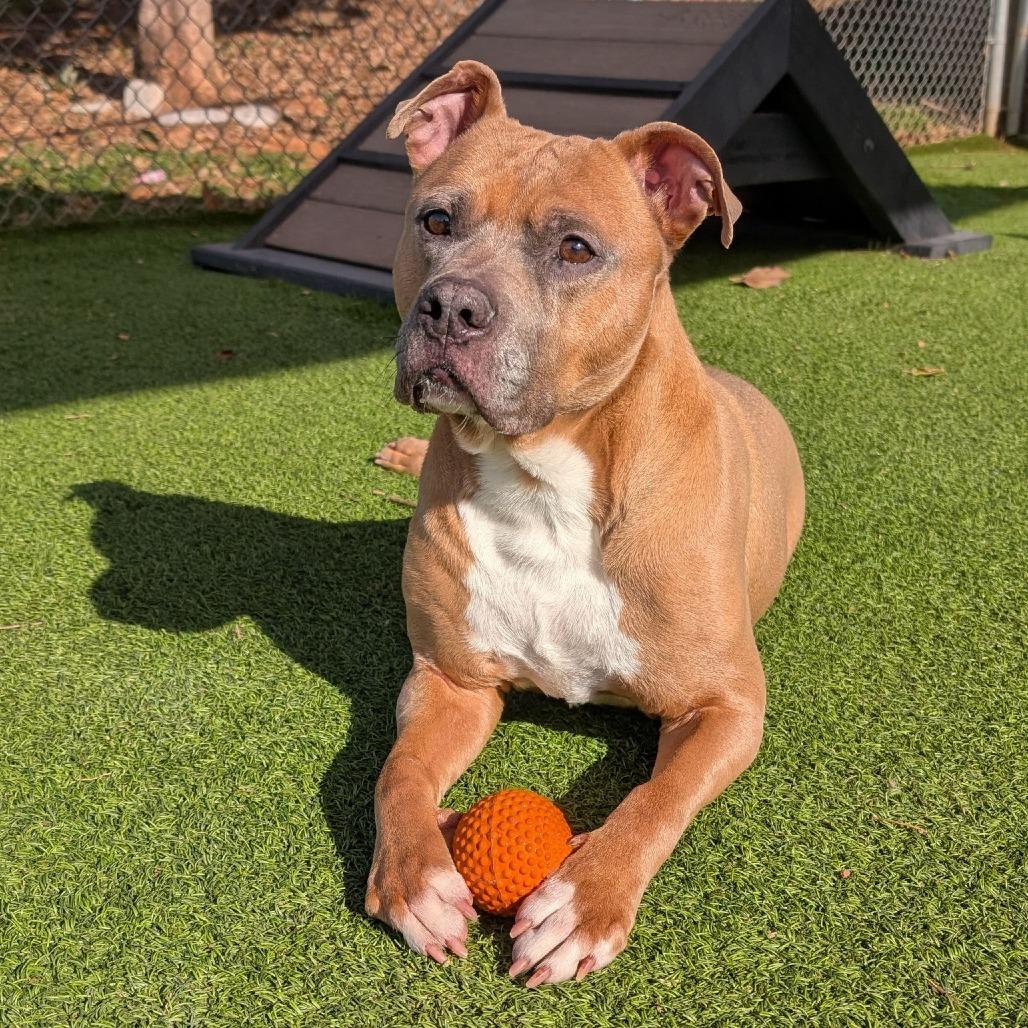 Enlarge Caleb, a Adoptable mixed breed in Gainesville, GA image 3/6
