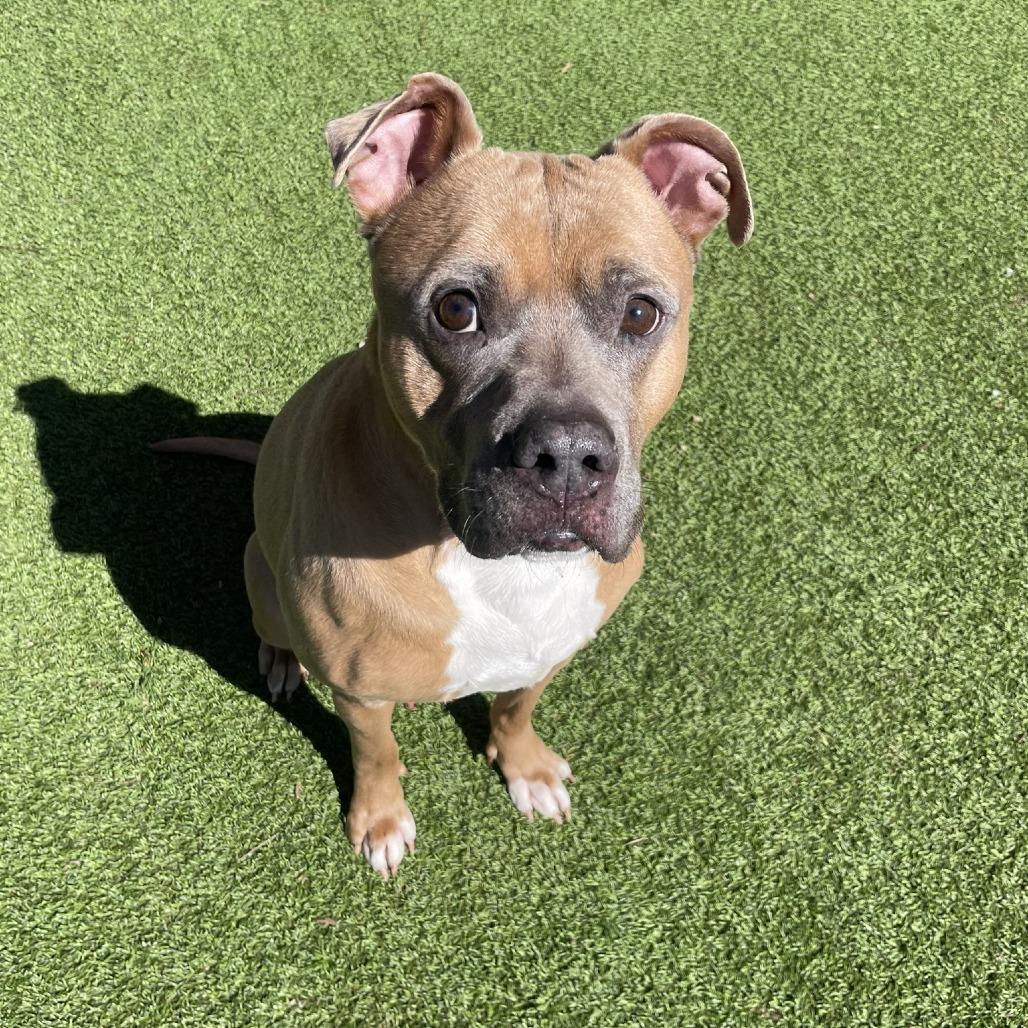 Enlarge Caleb, a Adoptable mixed breed in Gainesville, GA image 4/6