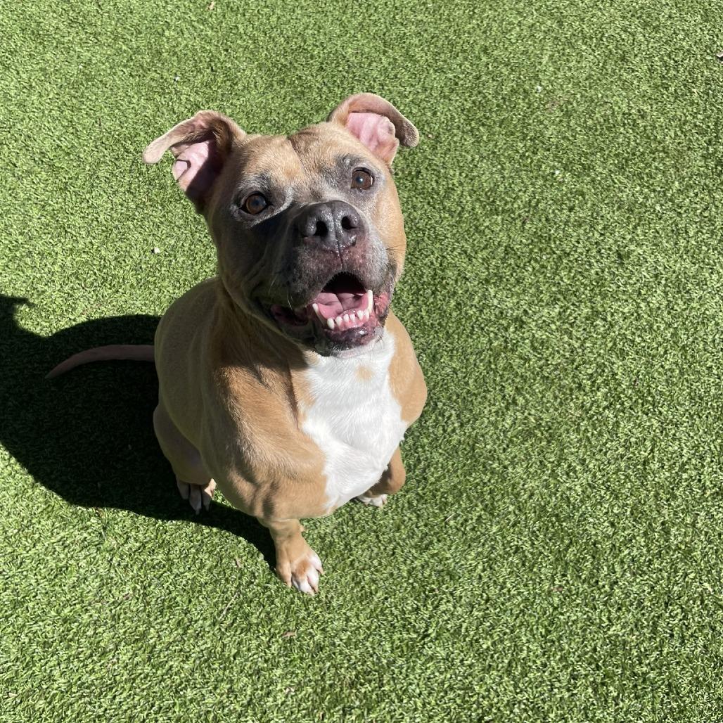 Enlarge Caleb, a Adoptable mixed breed in Gainesville, GA image 5/6