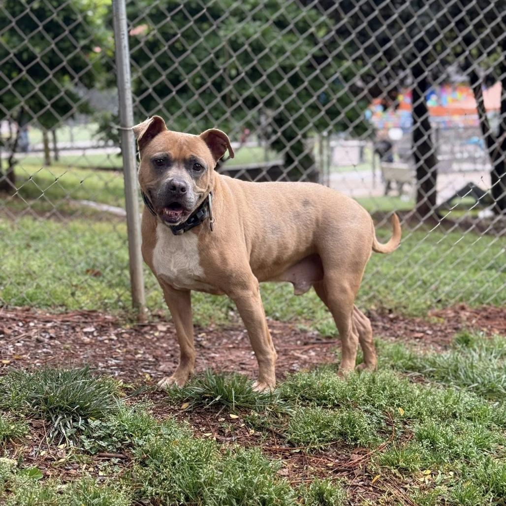 Enlarge Caleb, a Adoptable mixed breed in Gainesville, GA image 3/6