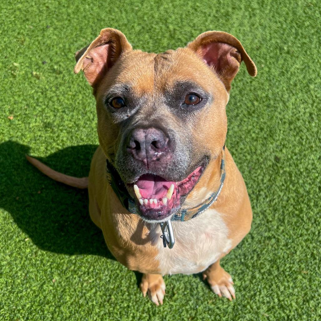 Enlarge Caleb, a Adoptable mixed breed in Gainesville, GA image 4/6