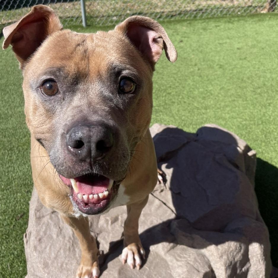 Enlarge Caleb, a Adoptable mixed breed in Gainesville, GA image 5/6