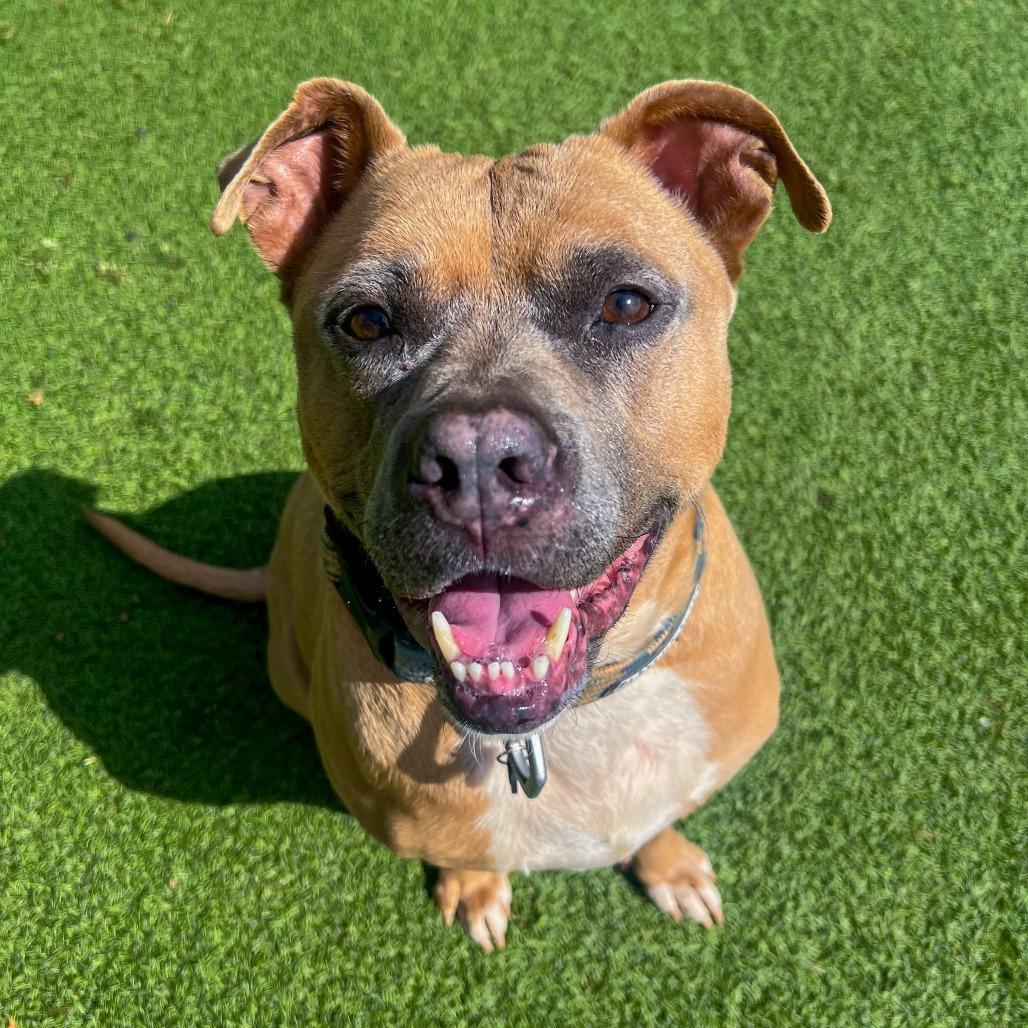 Enlarge Caleb, a Adoptable mixed breed in Gainesville, GA image 6/6