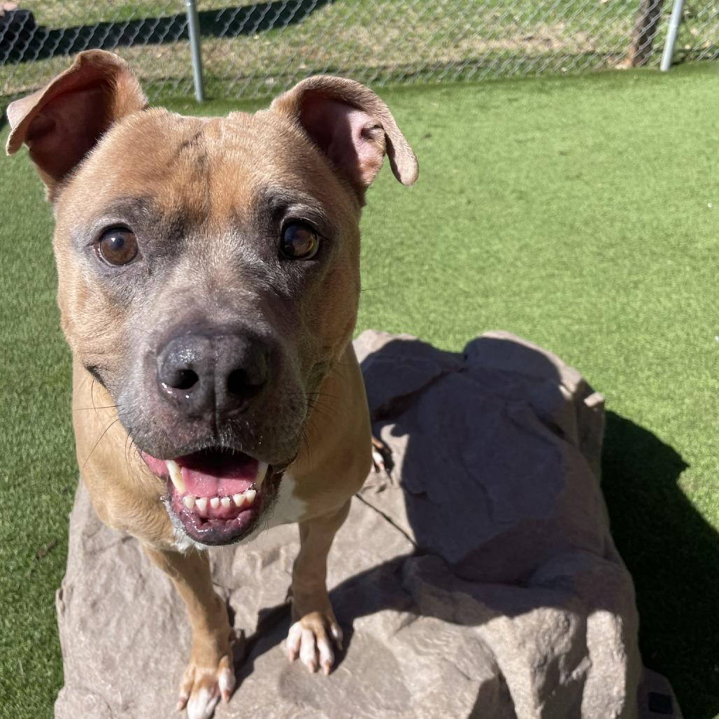 Enlarge Caleb, a Adoptable mixed breed in Gainesville, GA image 6/6
