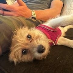 Dottie