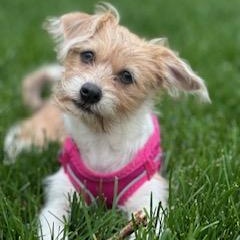 Dottie