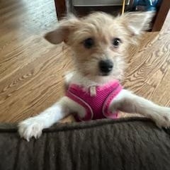 Dottie
