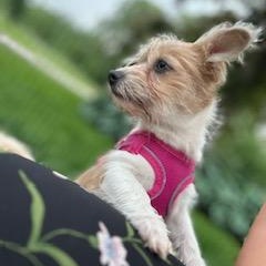 Dottie