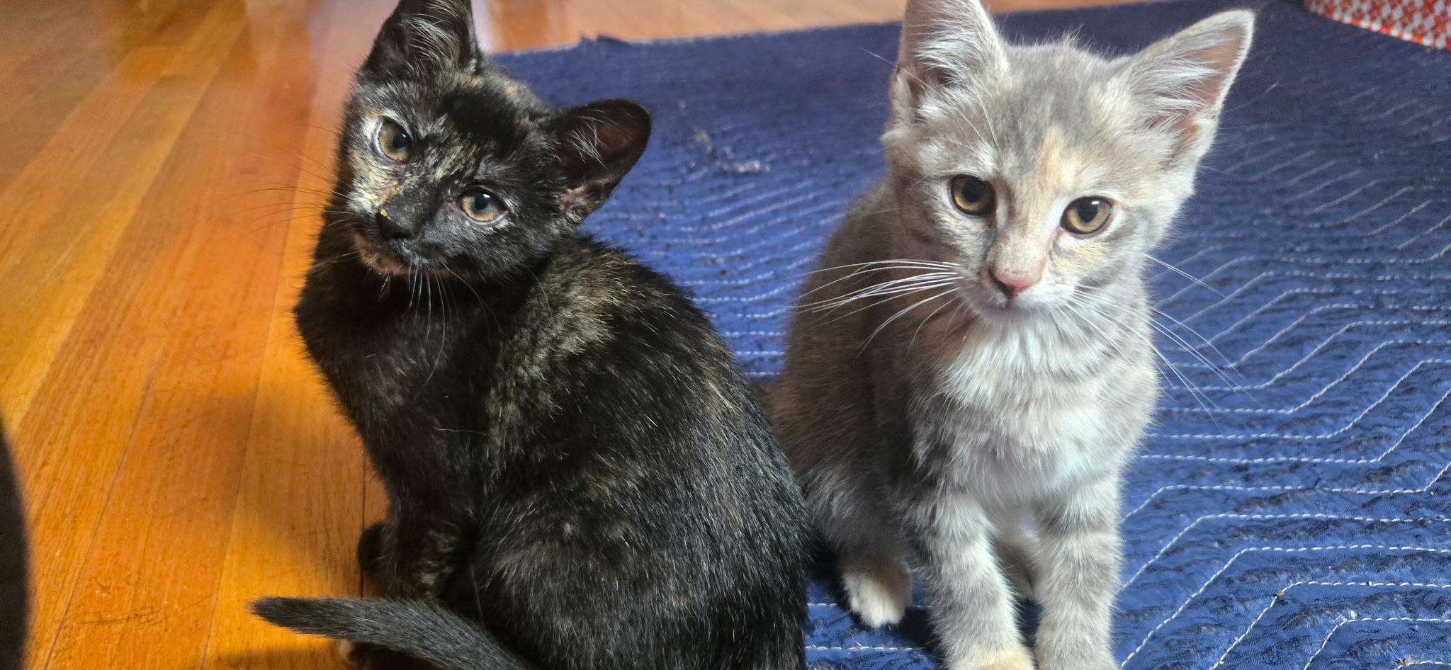 Arwen Black & Eowyn, an adopted mixed breed in Elgin, SC image 3/4