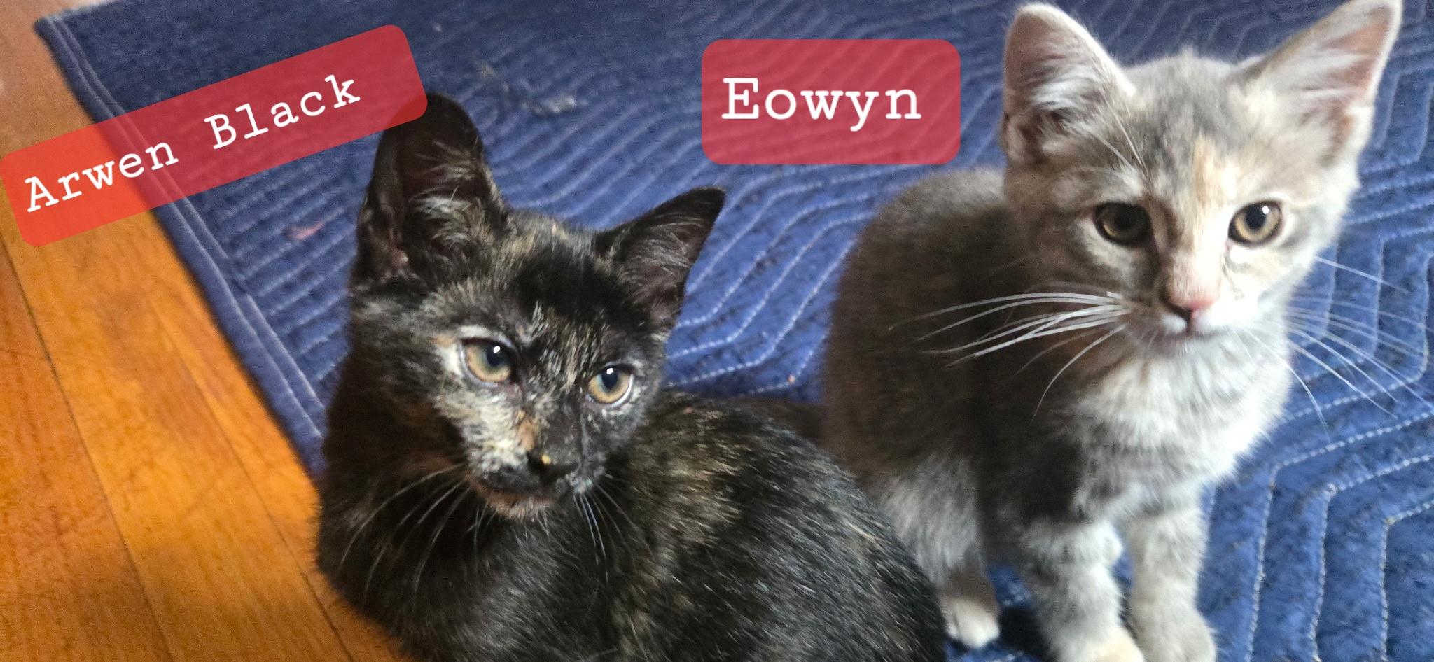Arwen Black & Eowyn, an adopted mixed breed in Elgin, SC image 1/4