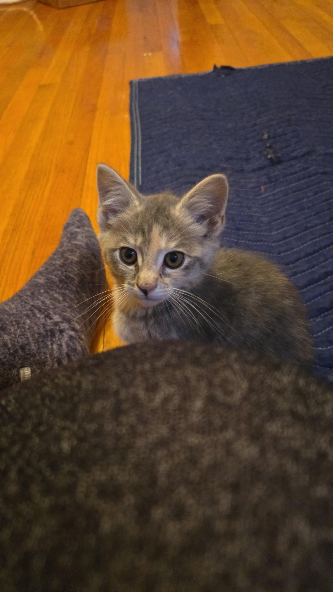Arwen Black & Eowyn, an adopted mixed breed in Elgin, SC image 2/4
