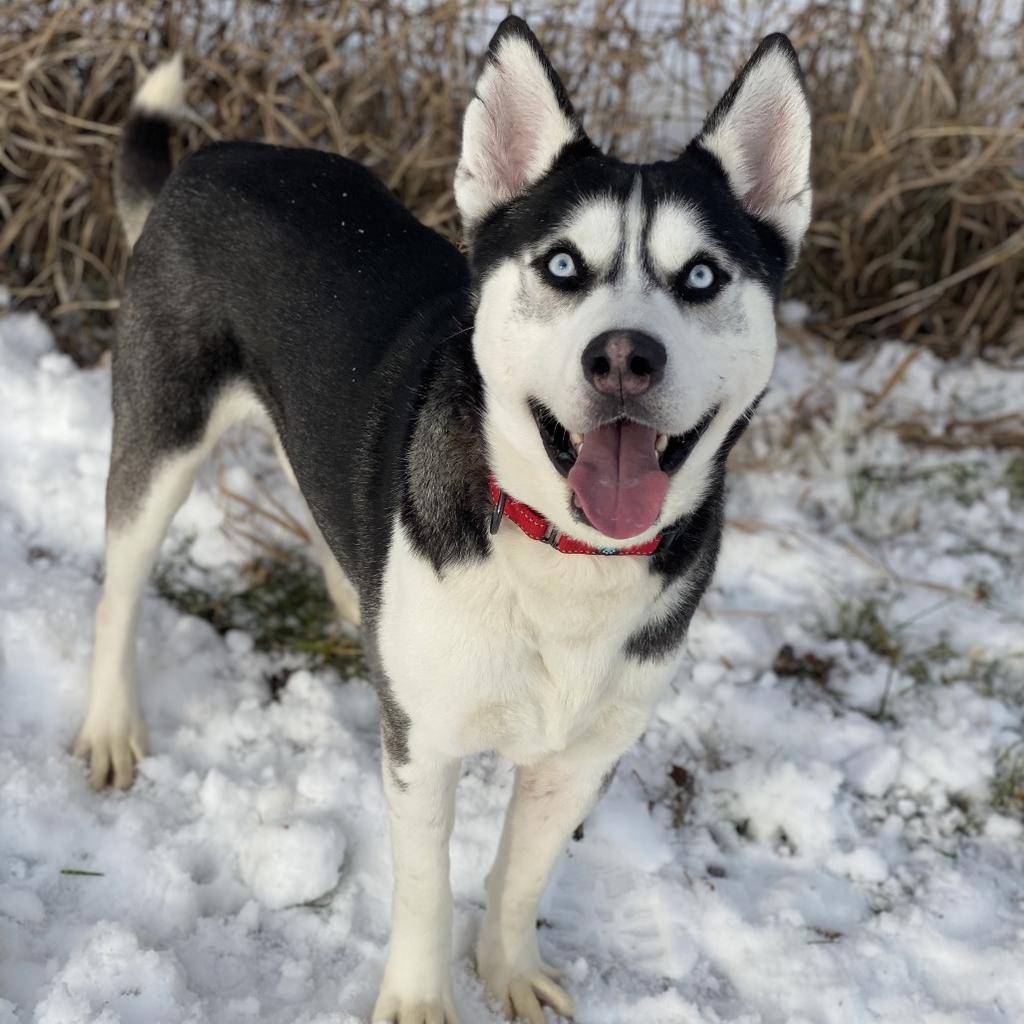 Enlarge Dodge, a Adoptable mixed breed in Decorah, IA image 1/1