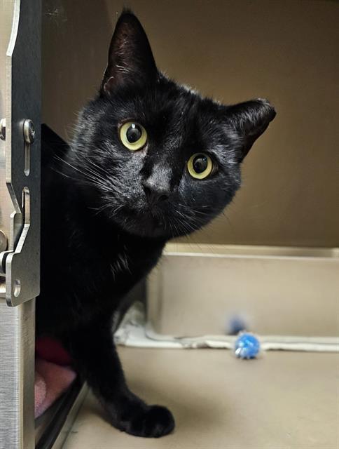 GROVER, Adoptable, Adult Male Domestic Short Hair.