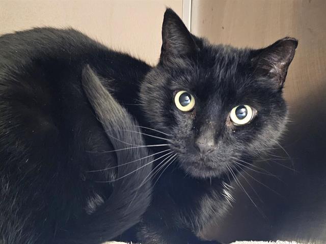 Enlarge GROVER, a Adoptable Domestic Short Hair in Clyde, NC image 1/1