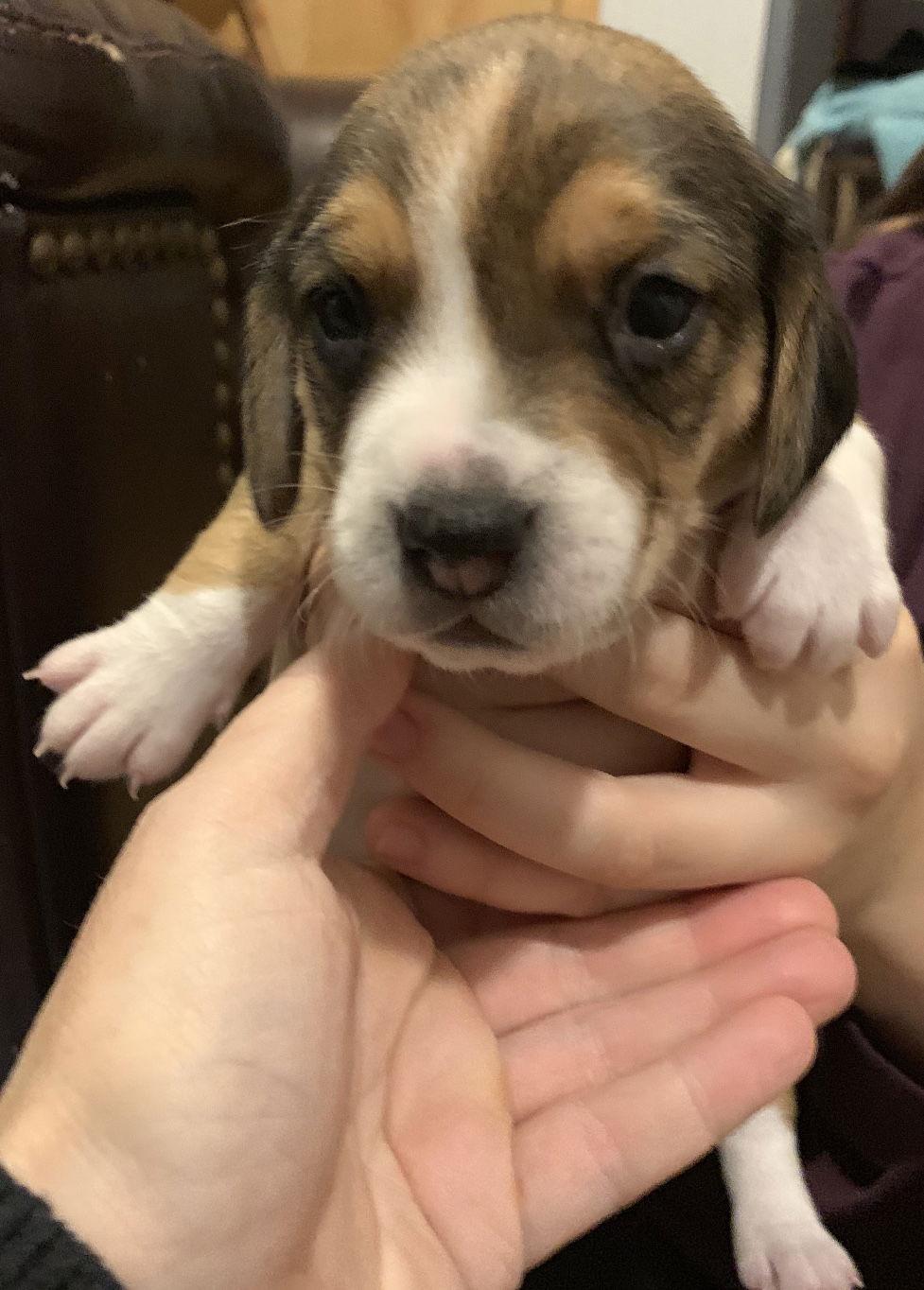 Enlarge Tabatha, a Adopted Beagle in Stroudsburg, PA image 1/1