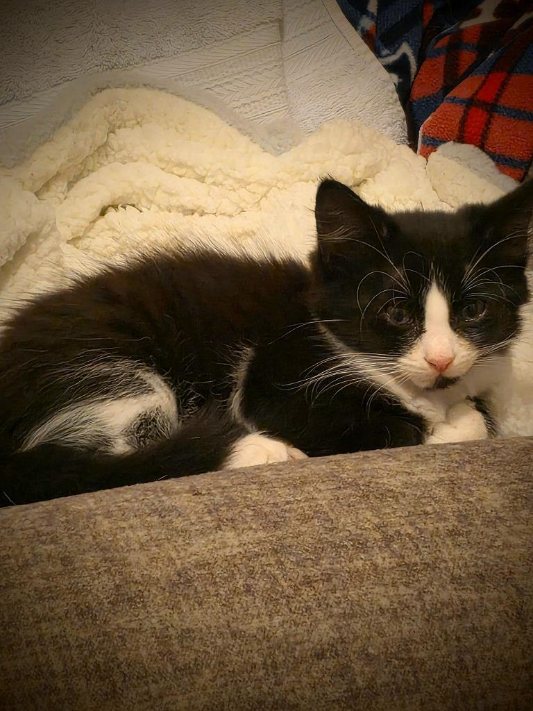 Pinnochio, Adopted, Young Male Domestic Medium Hair.