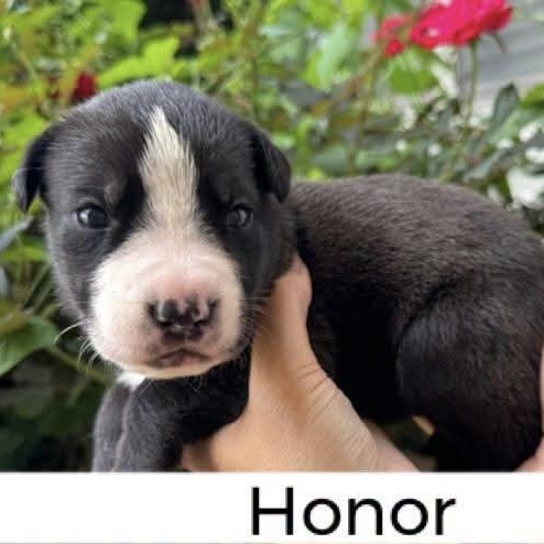 Enlarge Honor, a ADOPTABLE mixed breed in Spring hill, TN image 3/4