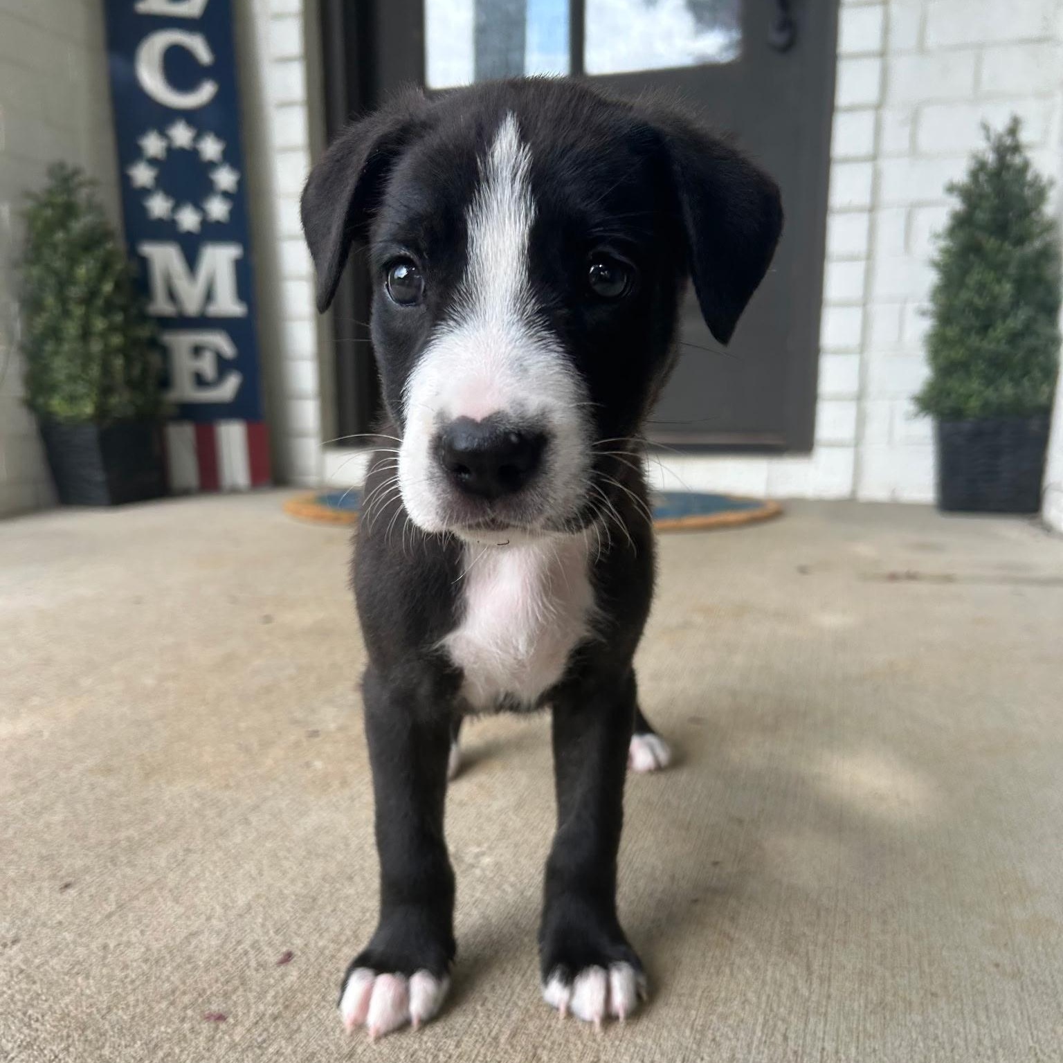 Enlarge Honor, a ADOPTABLE mixed breed in Spring hill, TN image 4/4