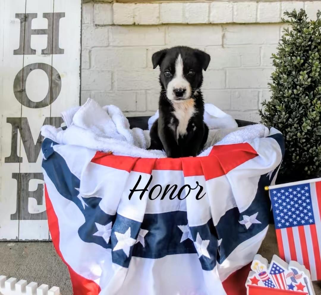 Enlarge Honor, a ADOPTABLE mixed breed in Spring hill, TN image 2/4