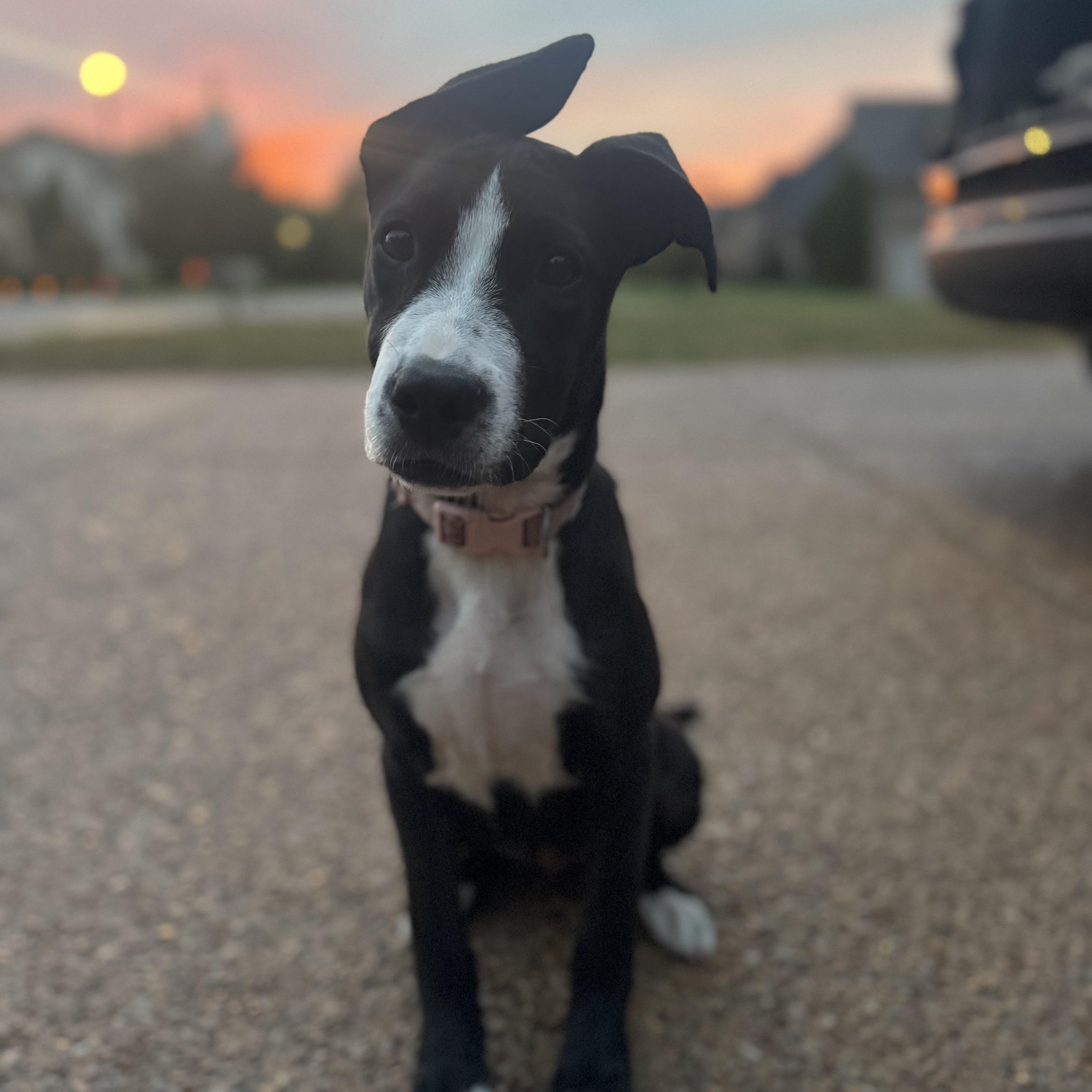 Honor, Adoptable, Young Female German Shepherd Dog & Pit Bull Terrier.