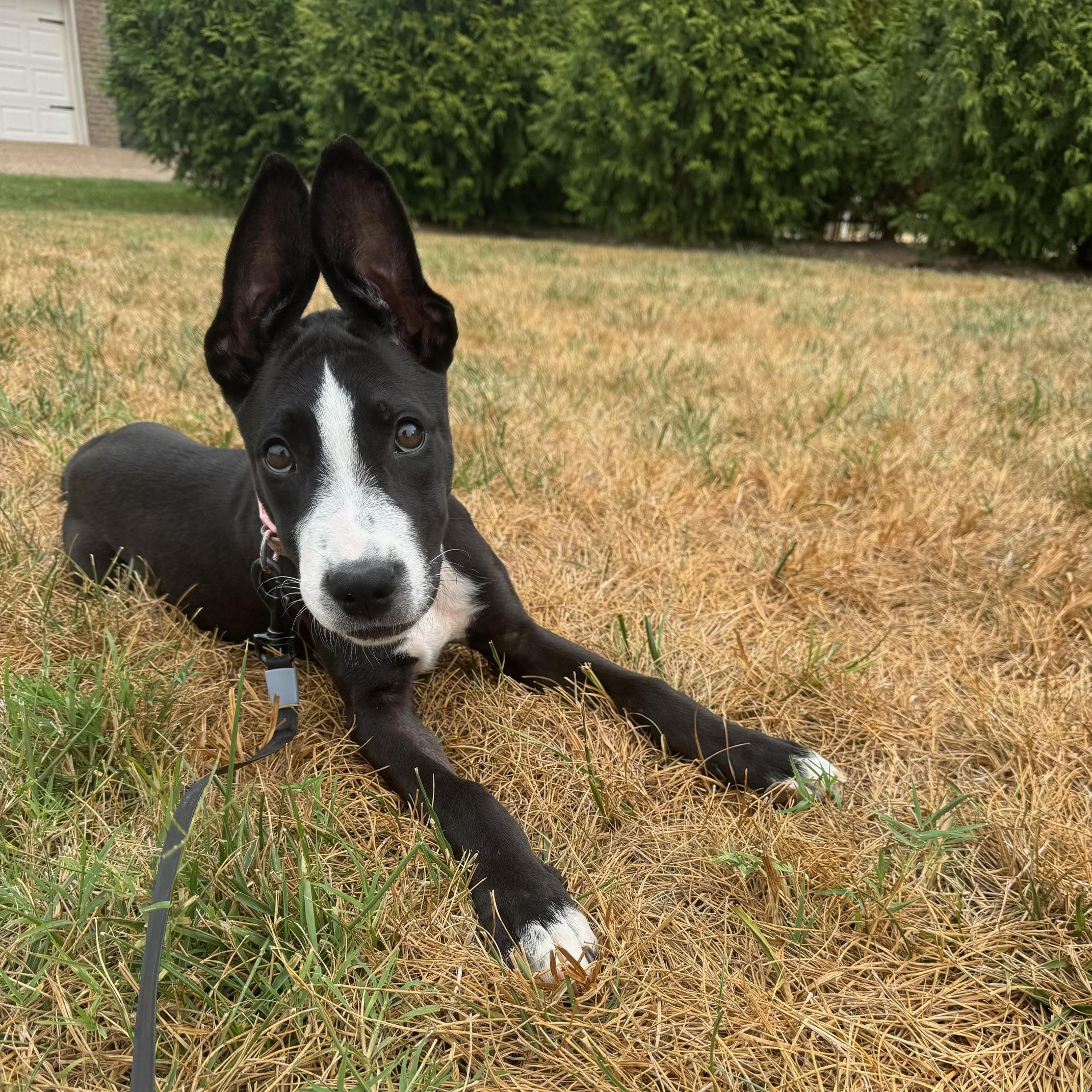 Enlarge Honor, a Adoptable mixed breed in Spring hill, TN image 5/6