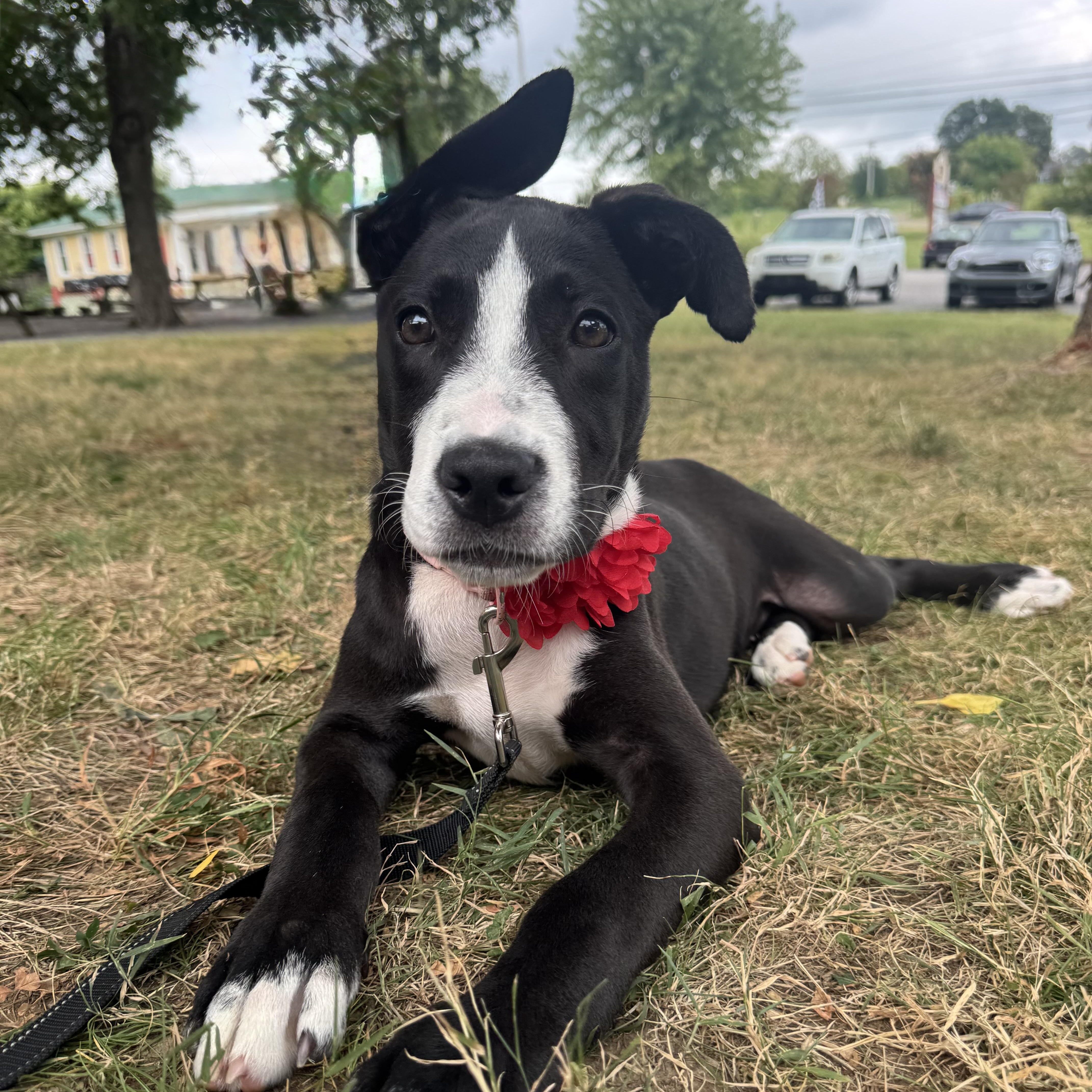 Enlarge Honor, a Adoptable mixed breed in Spring hill, TN image 6/6