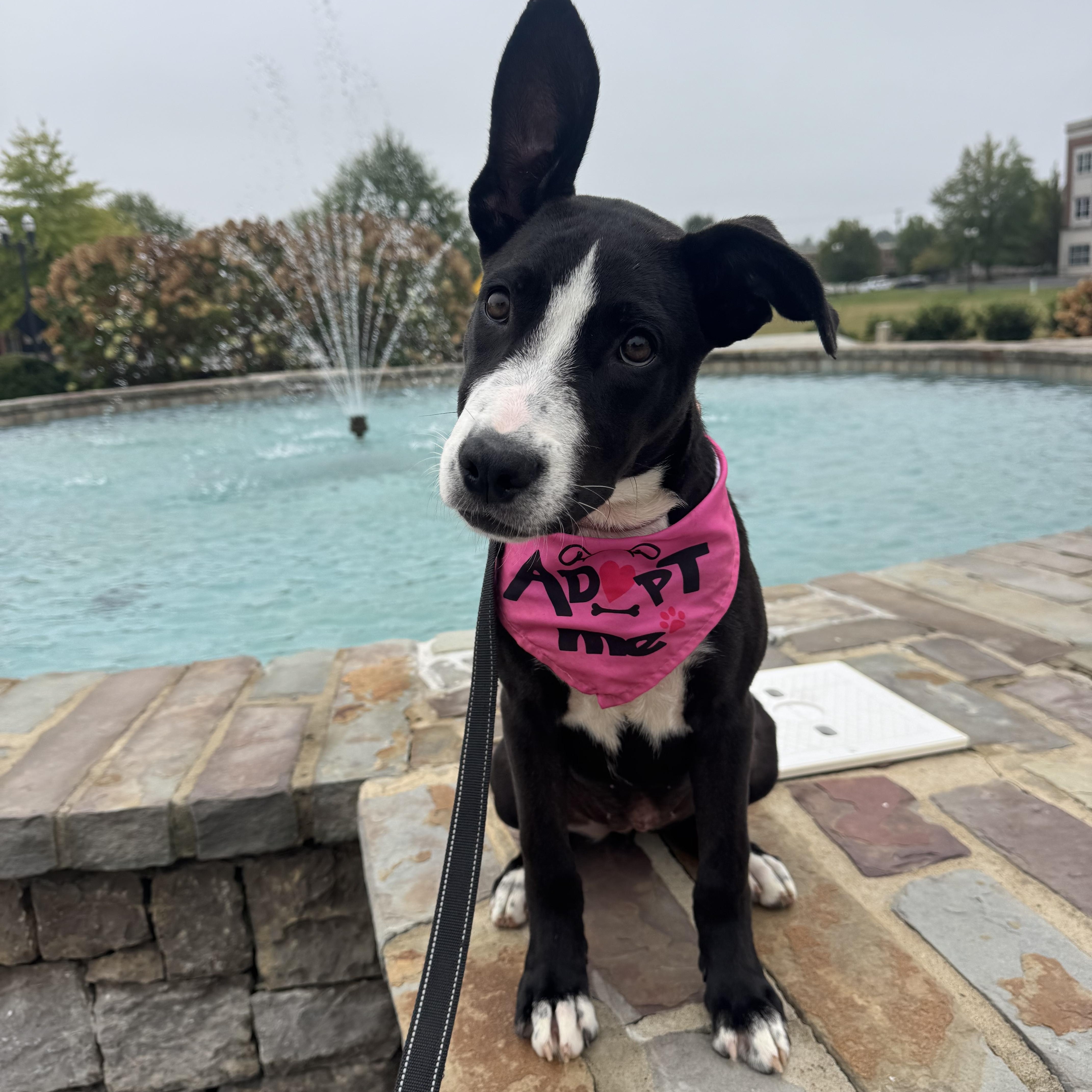 Enlarge Honor, a Adoptable mixed breed in Spring hill, TN image 4/6