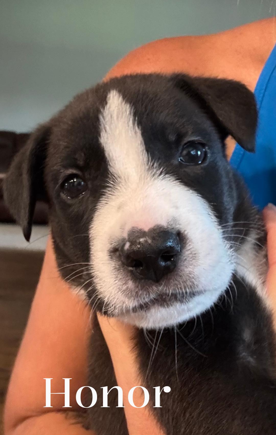 Honor, ADOPTABLE, Puppy Female German Shepherd Dog.
