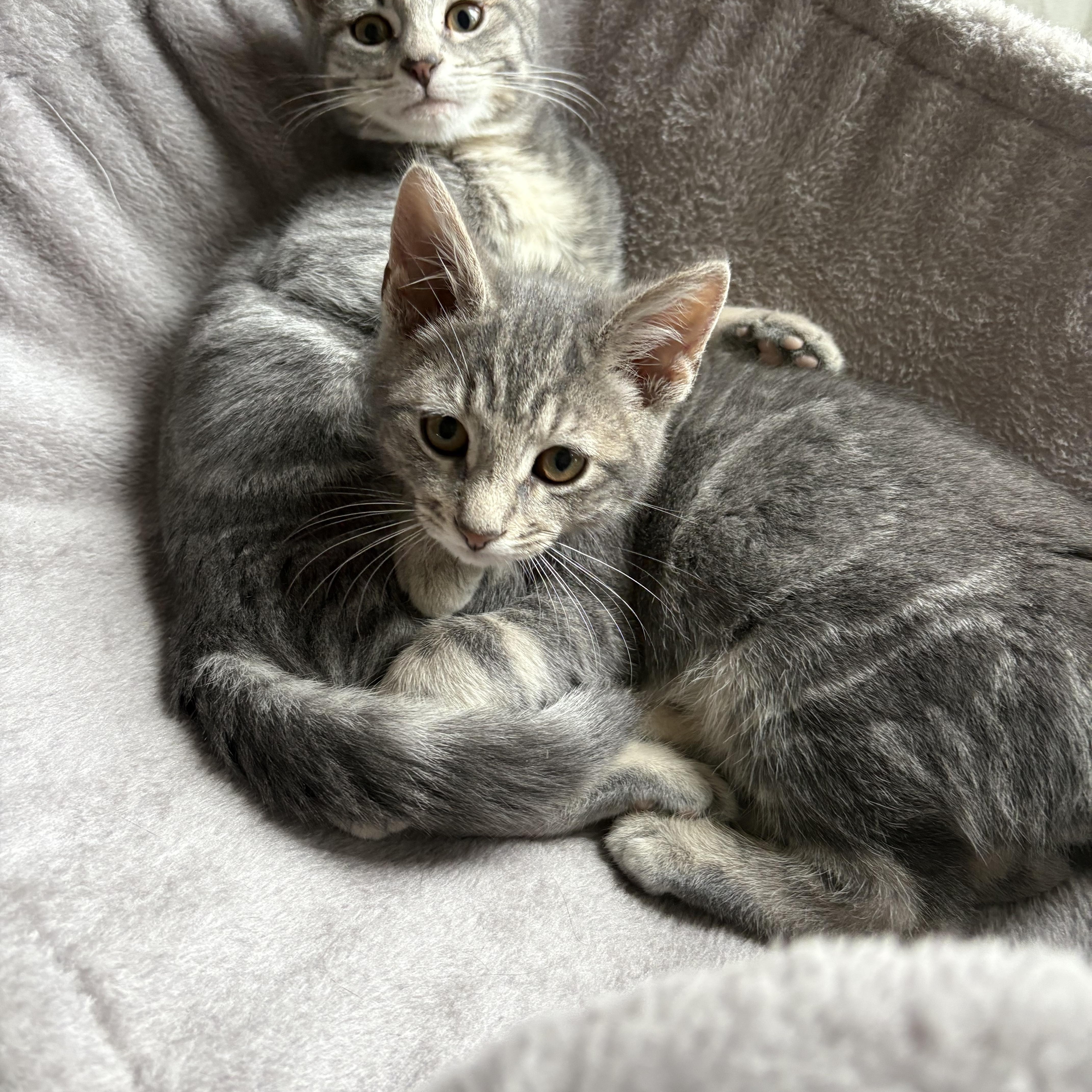 Enlarge Boo & Soot (bonded brothers), a Adoptable Domestic Short Hair in Cortland, NY image 3/3