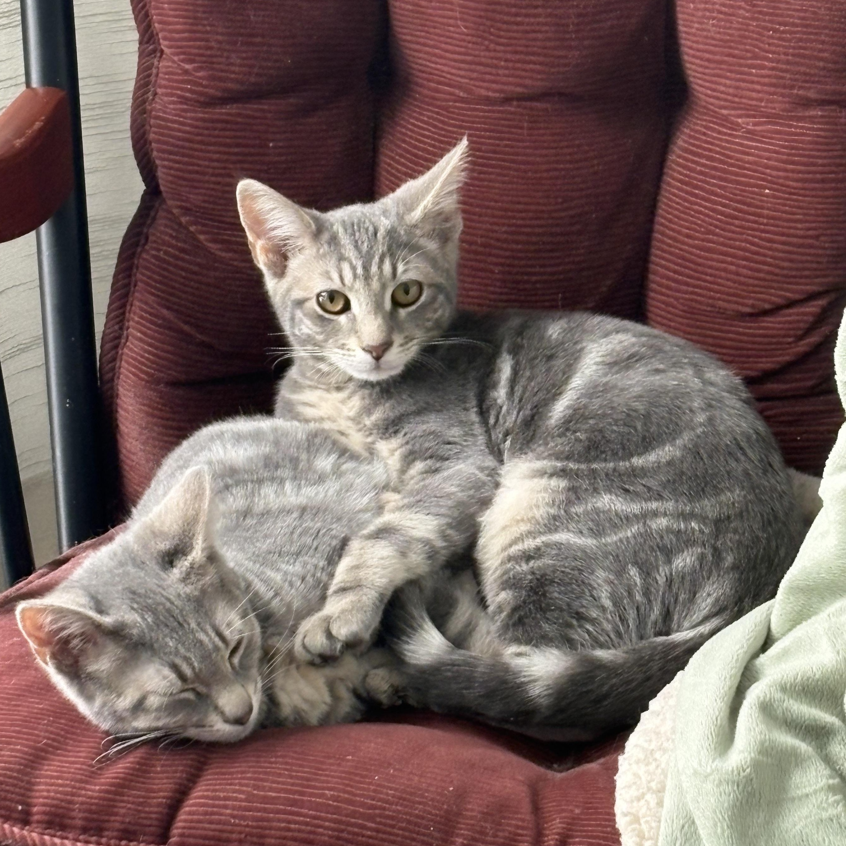 Boo & Soot (bonded brothers), Adoptable, Kitten Male Domestic Short Hair.