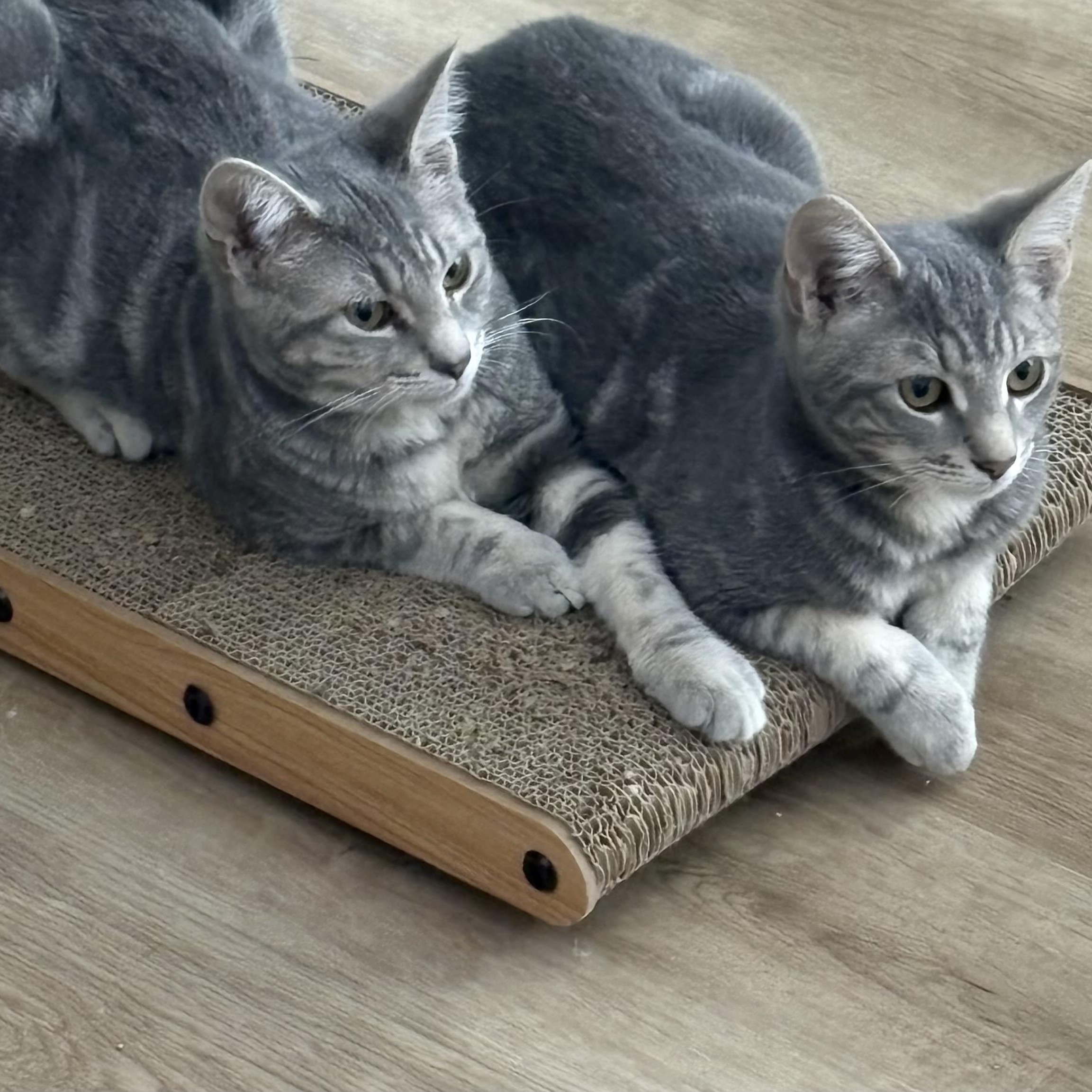 Enlarge Boo & Soot (bonded brothers), a Adoptable Domestic Short Hair in Cortland, NY image 2/3