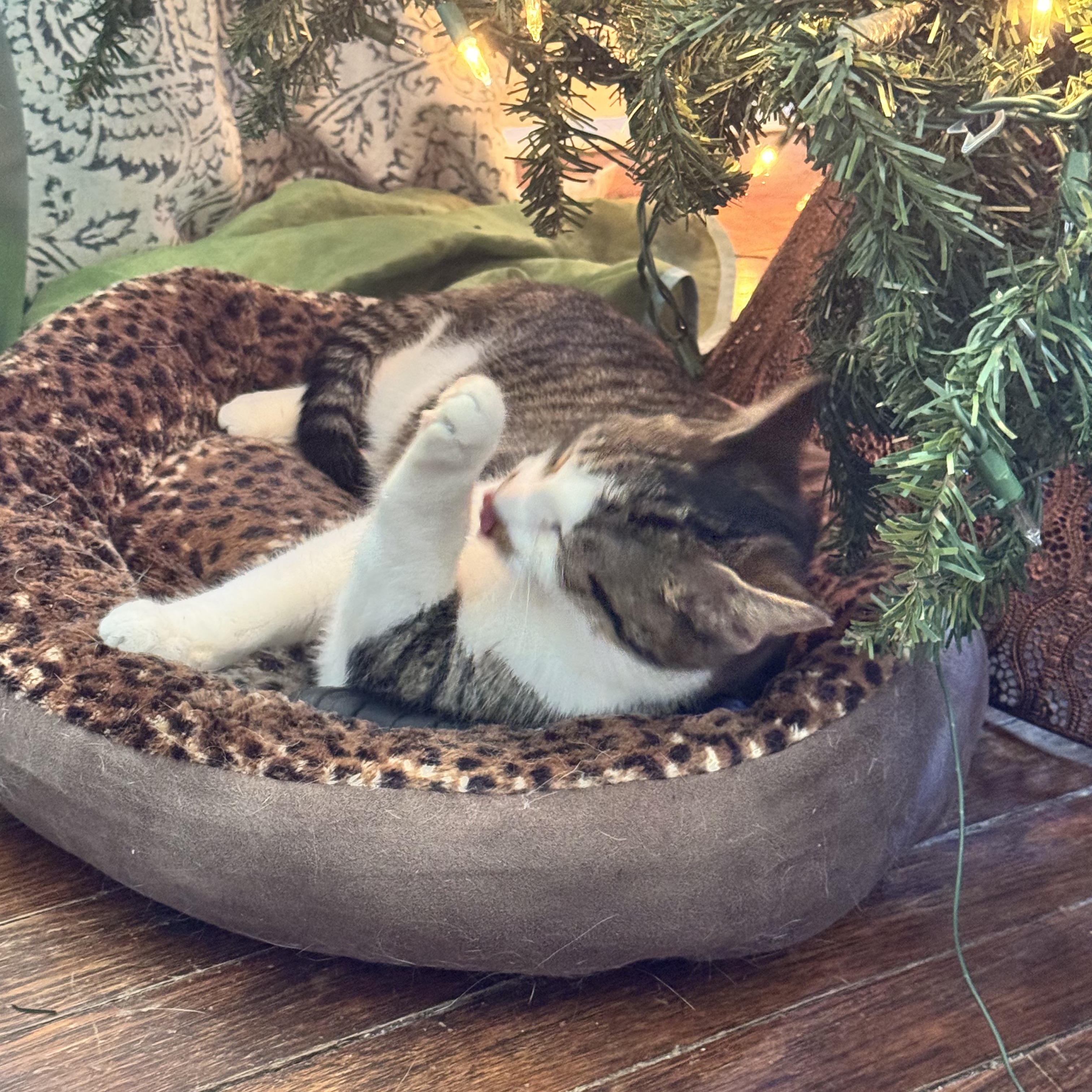 Enlarge Mr. Burt Reynolds, a ADOPTABLE Domestic Short Hair in Wilmington, NC image 4/5