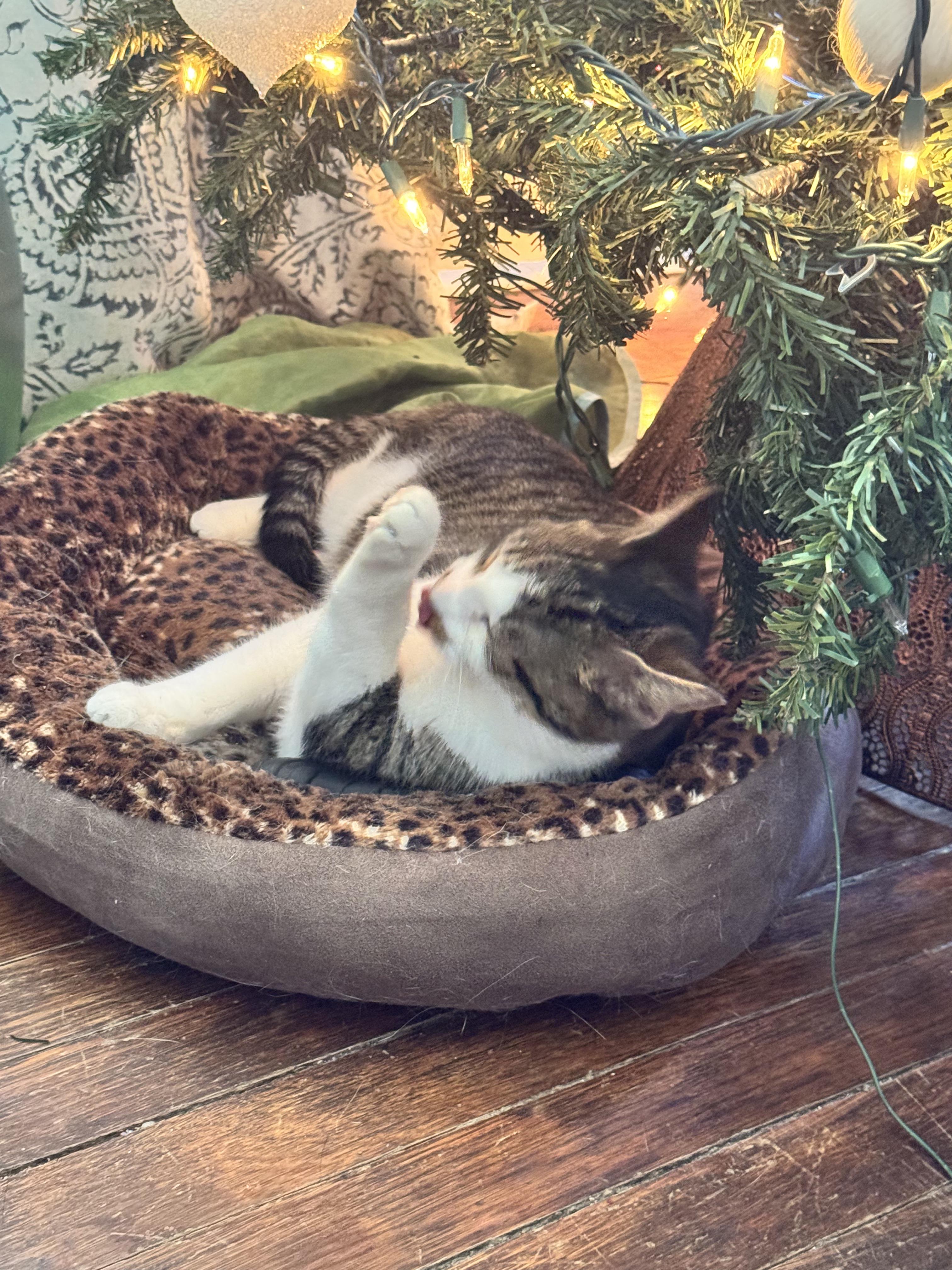 Enlarge Mr. Burt Reynolds, a ADOPTABLE Domestic Short Hair in Wilmington, NC image 3/5