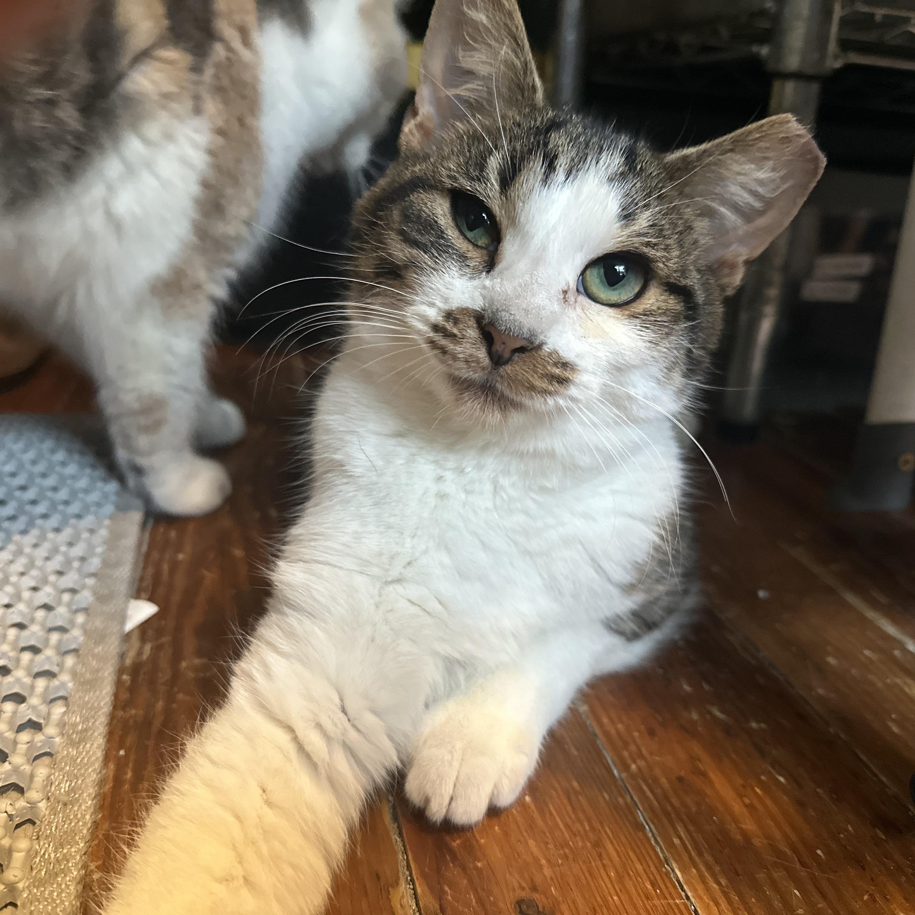 Enlarge Mr. Burt Reynolds, a ADOPTABLE Domestic Short Hair in Wilmington, NC image 2/5