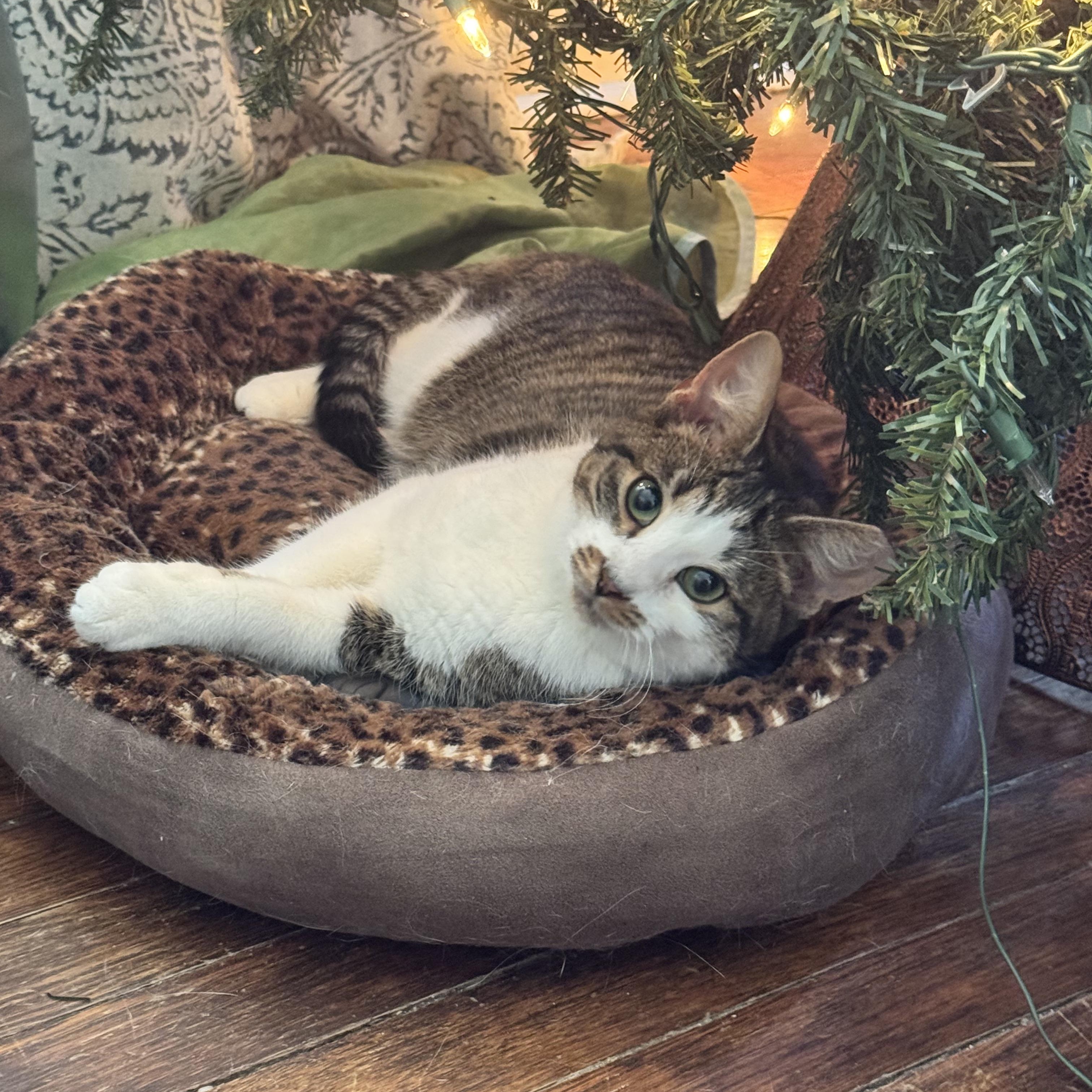 Mr. Burt Reynolds, ADOPTABLE, Kitten Male Domestic Short Hair.