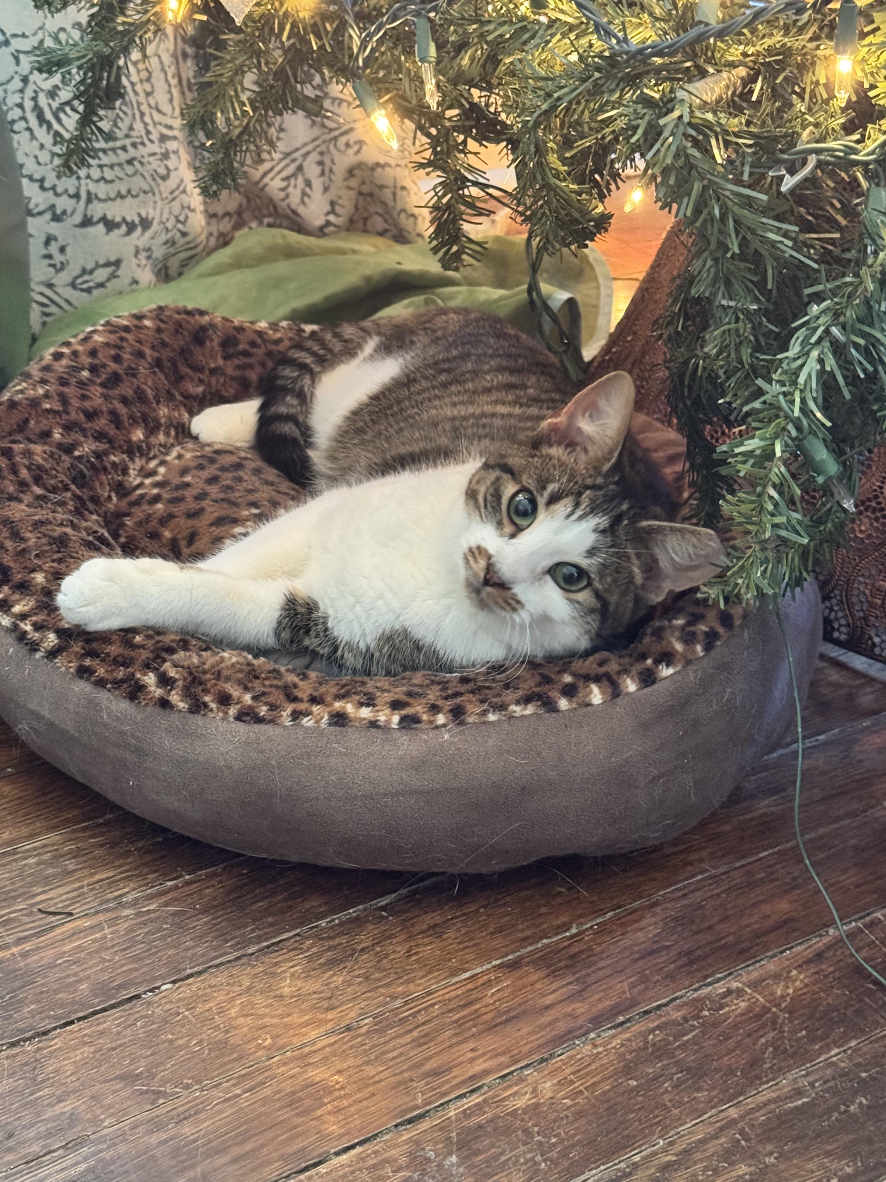 Enlarge Mr. Burt Reynolds, a ADOPTABLE Domestic Short Hair in Wilmington, NC image 4/5