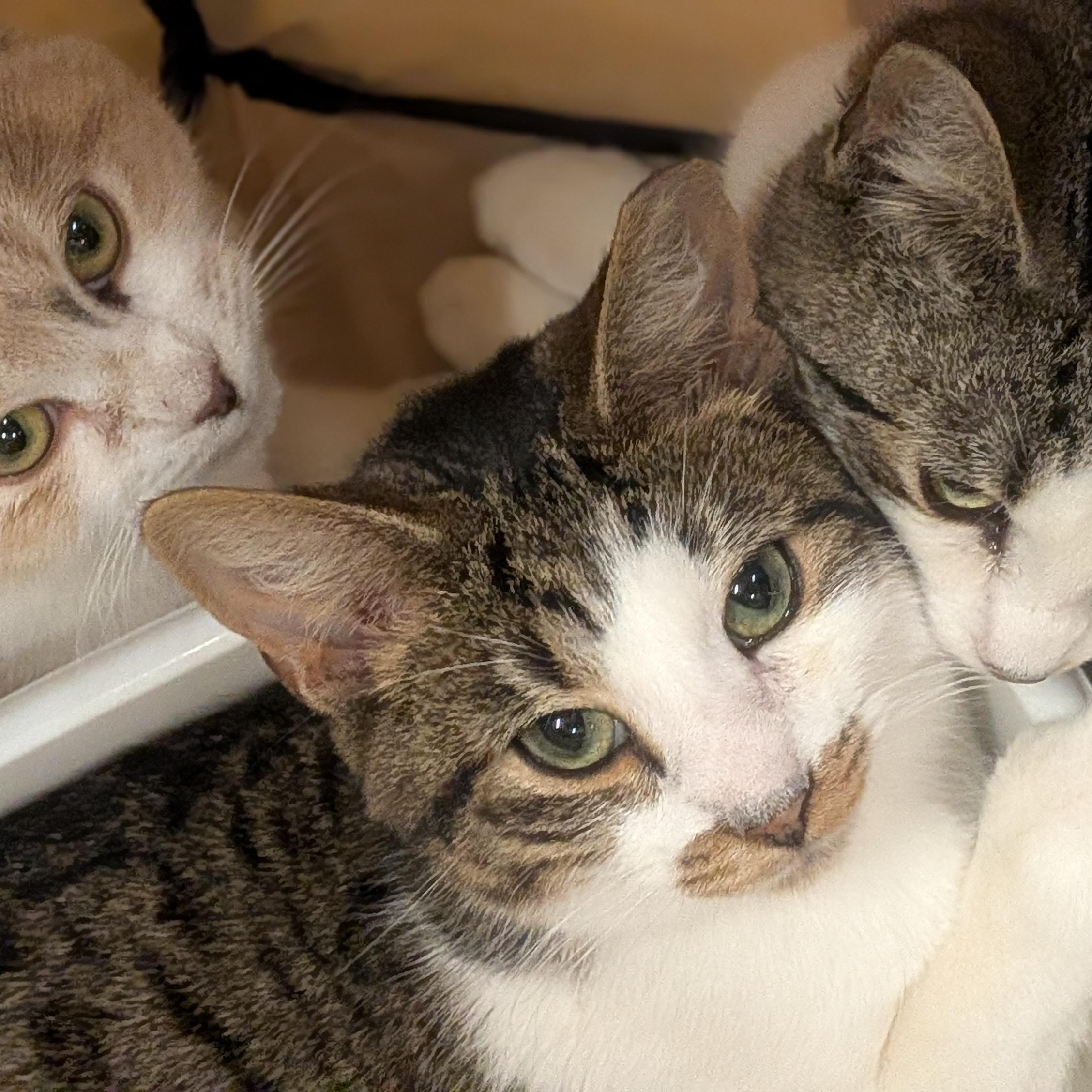 Enlarge Mr. Burt Reynolds, a ADOPTABLE Domestic Short Hair in Wilmington, NC image 5/5