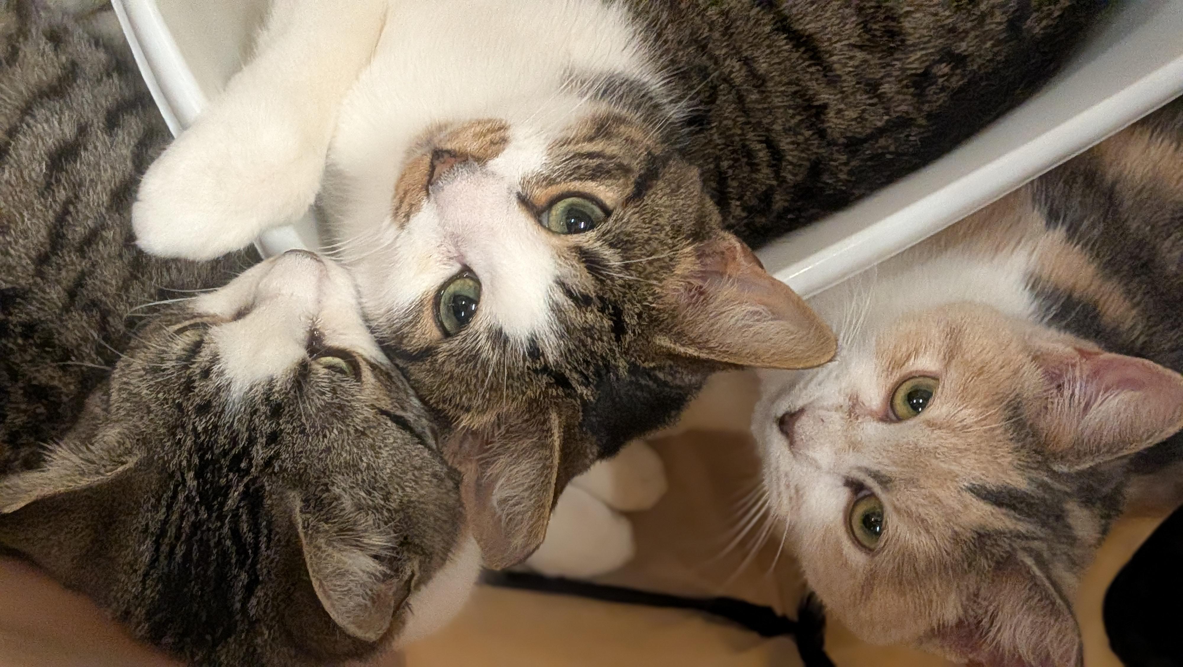 Enlarge Mr. Burt Reynolds, a ADOPTABLE Domestic Short Hair in Wilmington, NC image 5/5