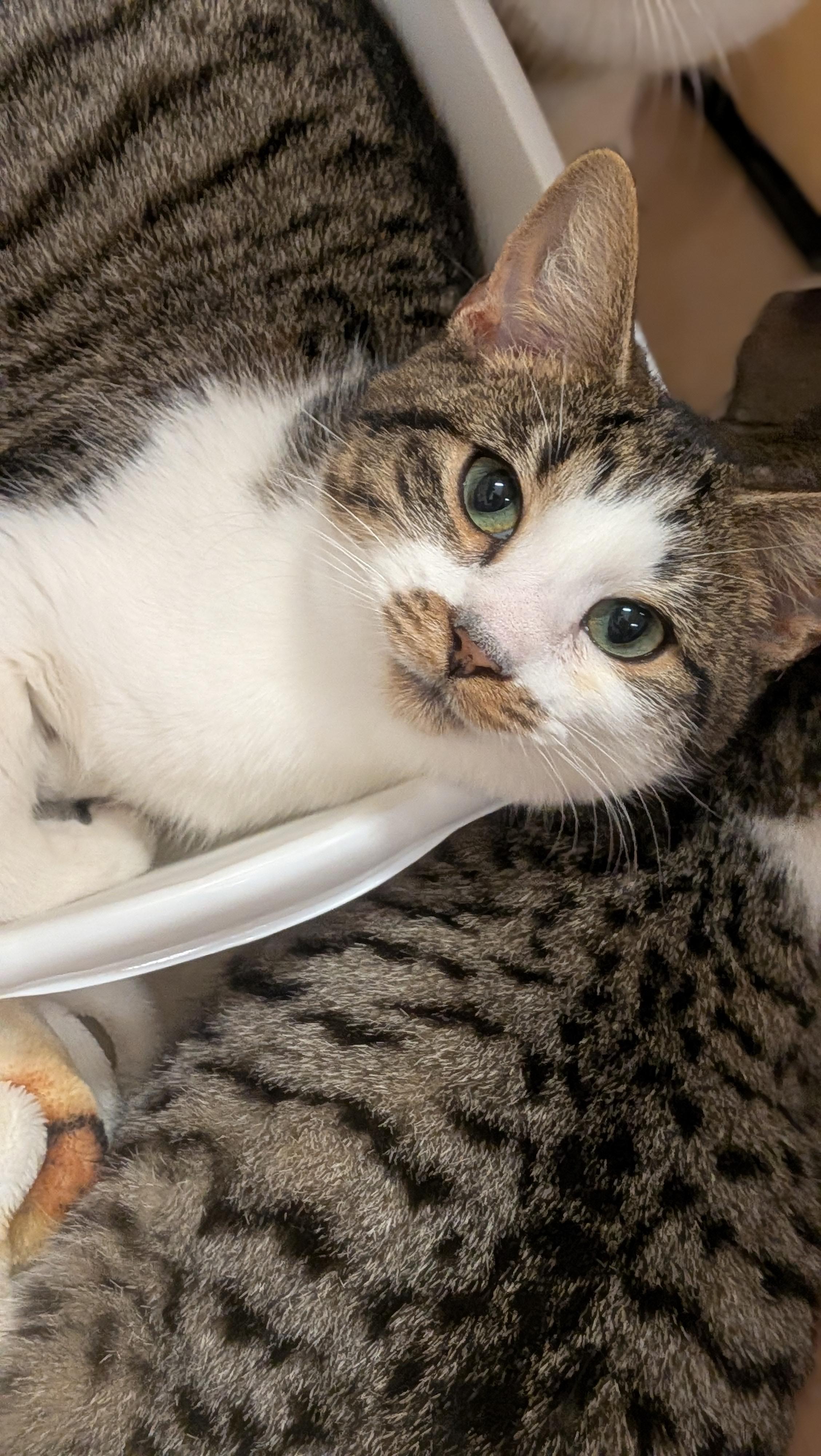 Mr. Burt Reynolds, ADOPTABLE, Kitten Male Domestic Short Hair.