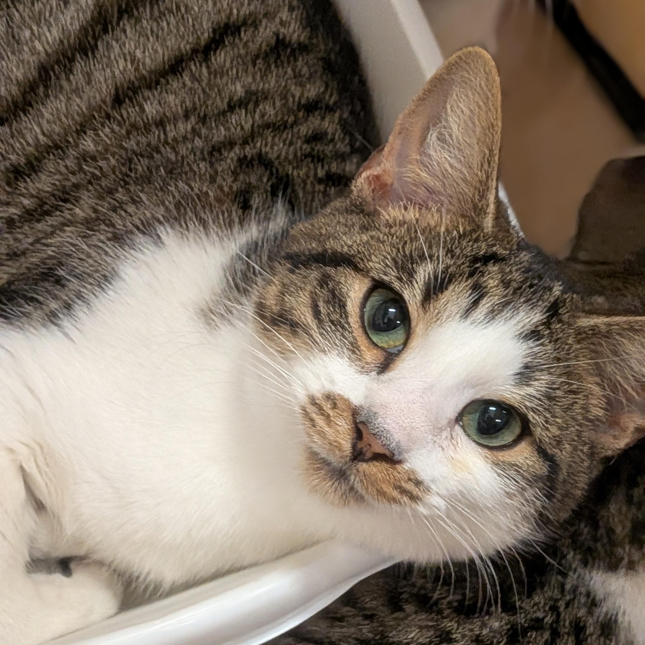 Enlarge Mr. Burt Reynolds, a ADOPTABLE Domestic Short Hair in Wilmington, NC image 2/5